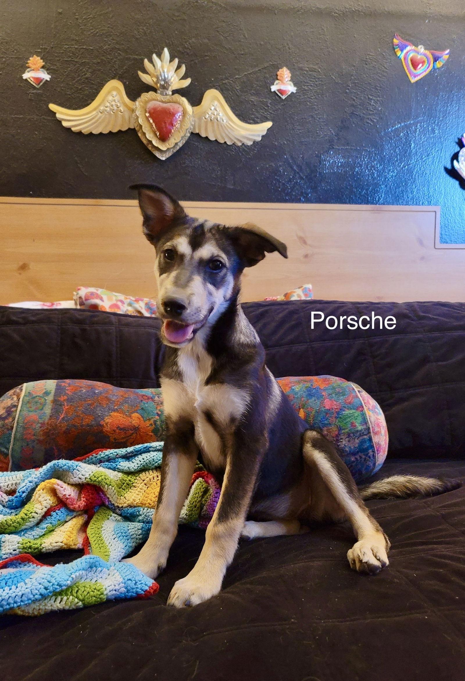 Porsche (puppy), a Adoptable Siberian Husky in Cedar Crest, NM image 1/3
