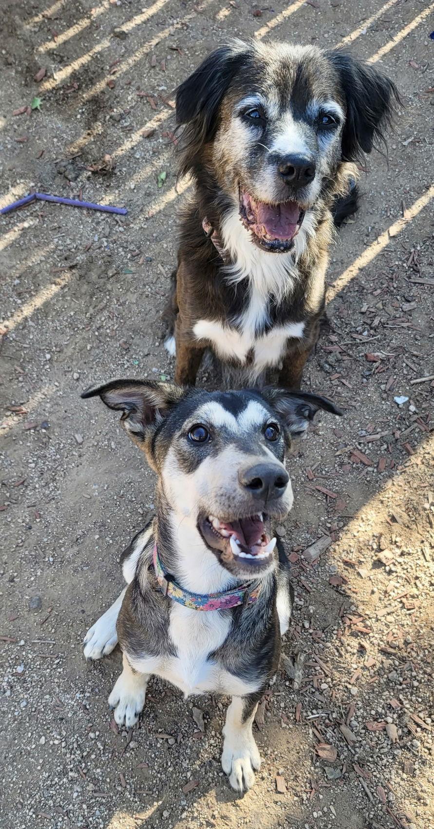 Porsche (puppy), a Adoptable Siberian Husky in Cedar Crest, NM image 2/3
