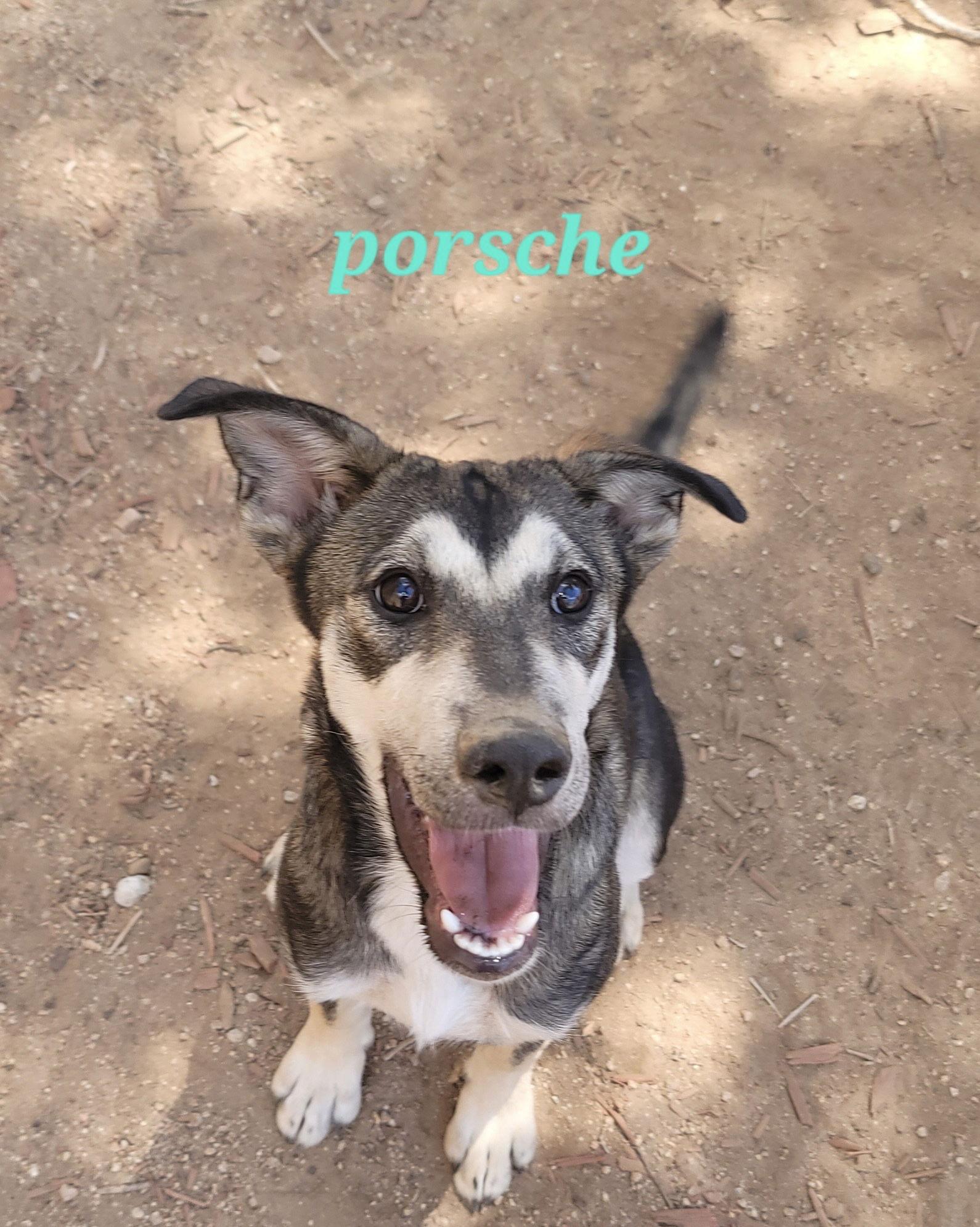 Porsche (puppy), a Adoptable Siberian Husky in Cedar Crest, NM image 3/3