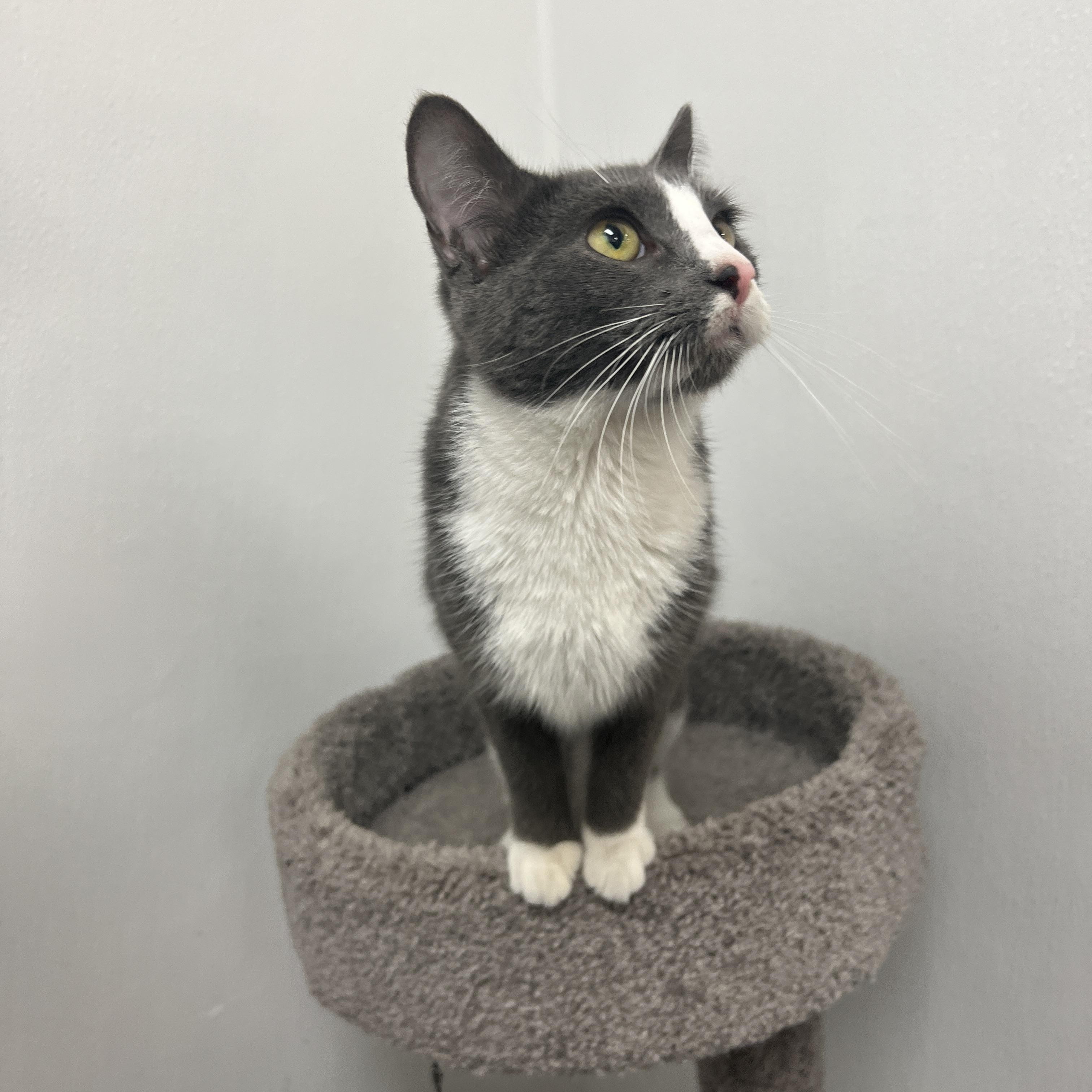 Enlarge Jessie Cat, a ADOPTABLE mixed breed in Bradenton, FL image 2/2