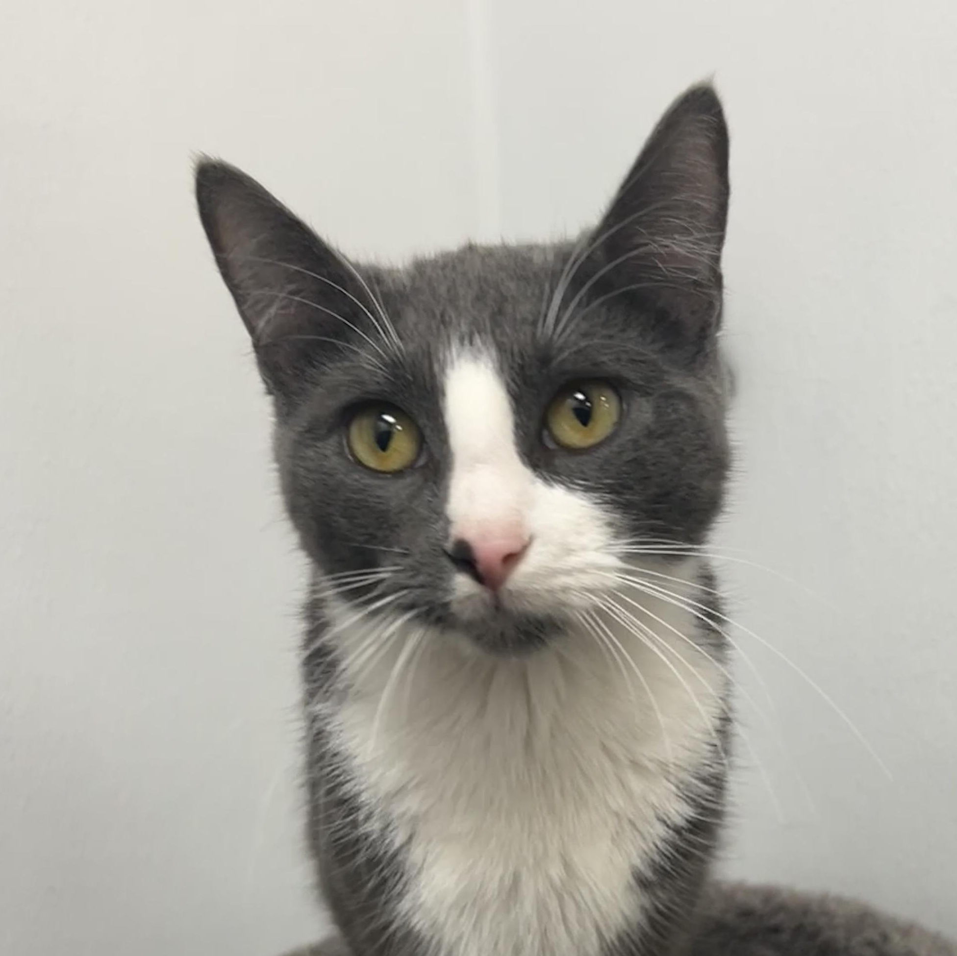 Jessie Cat, ADOPTABLE, Adult Female Domestic Short Hair.