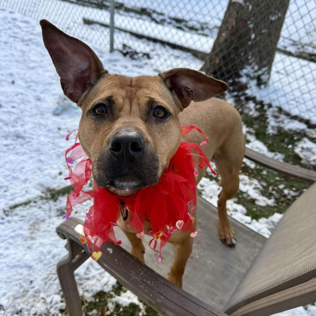 Dutchess thumbnail 2