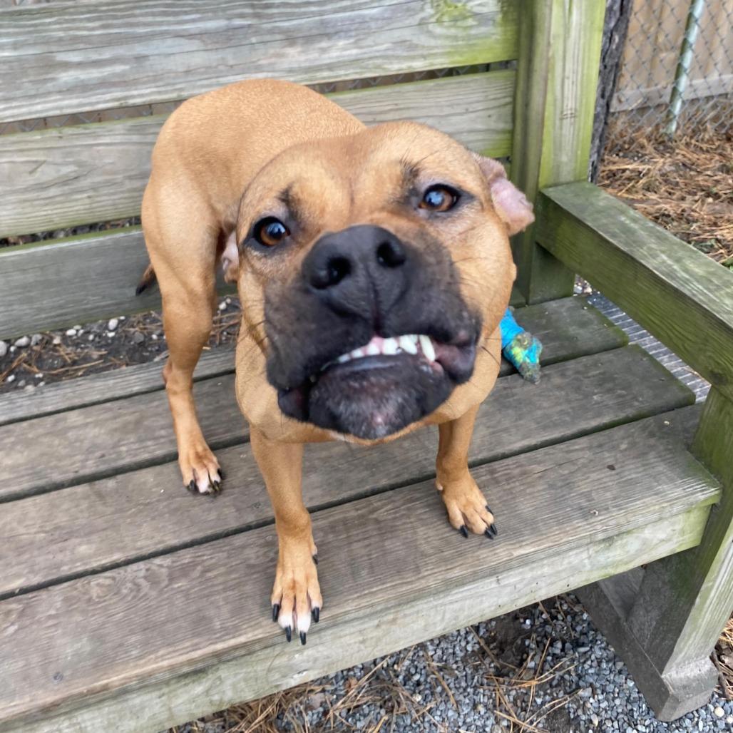 Dutchess thumbnail 3