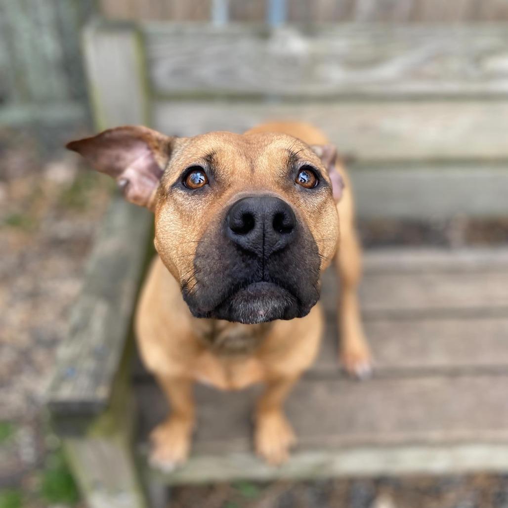 Dutchess thumbnail 4