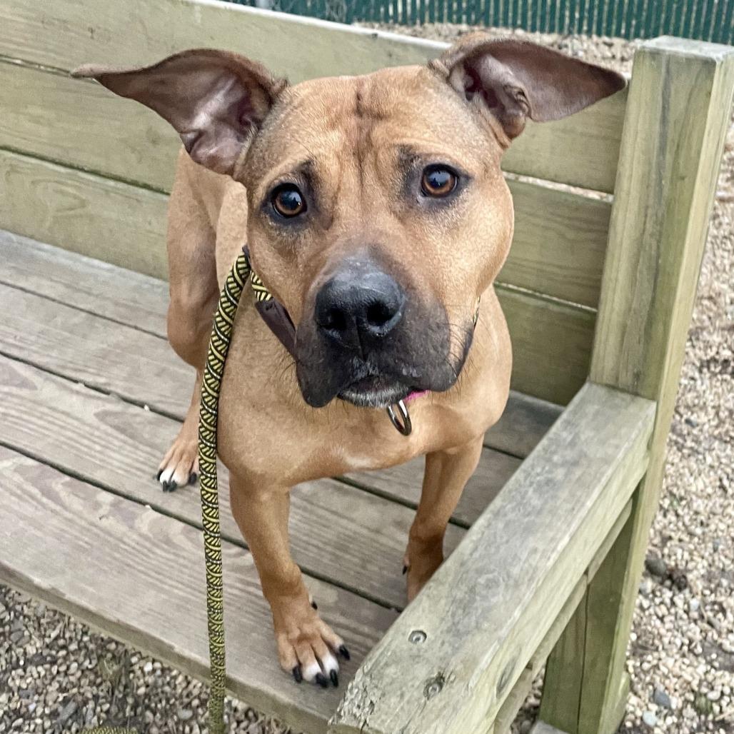 Dutchess thumbnail 5