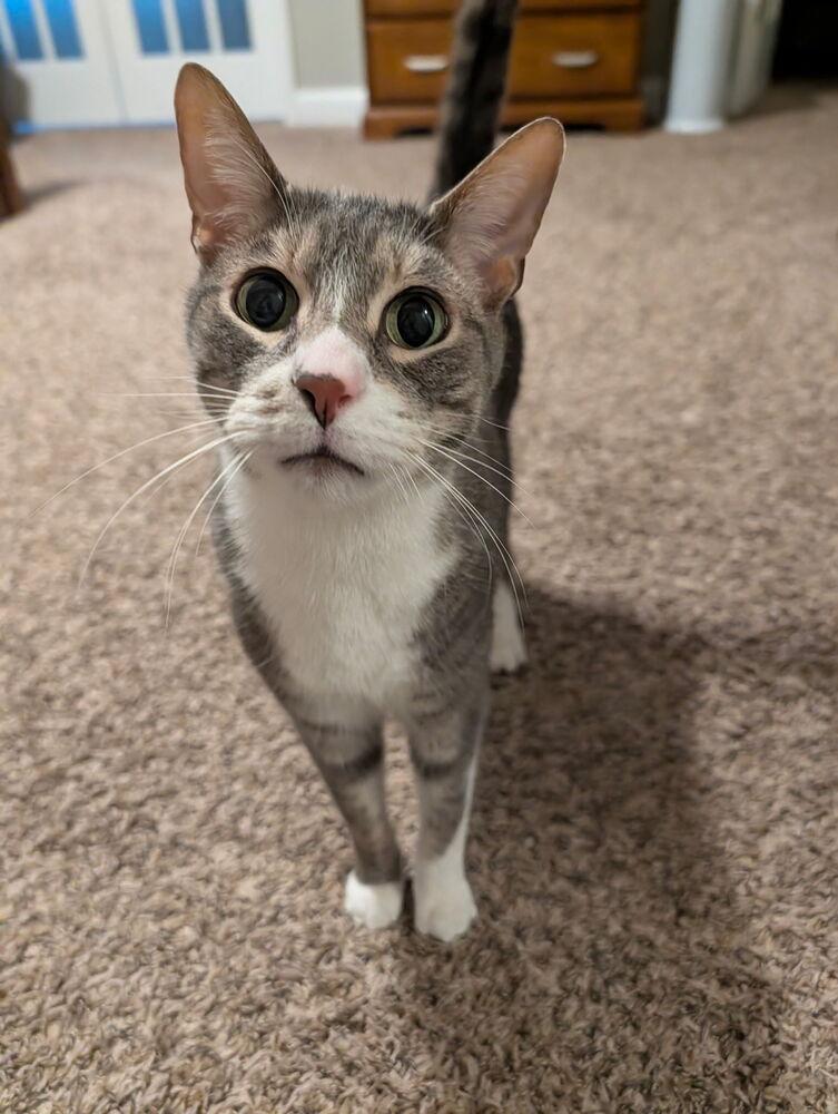 Enlarge Zeus, a Adoptable Domestic Short Hair in Metamora, IL image 1/1