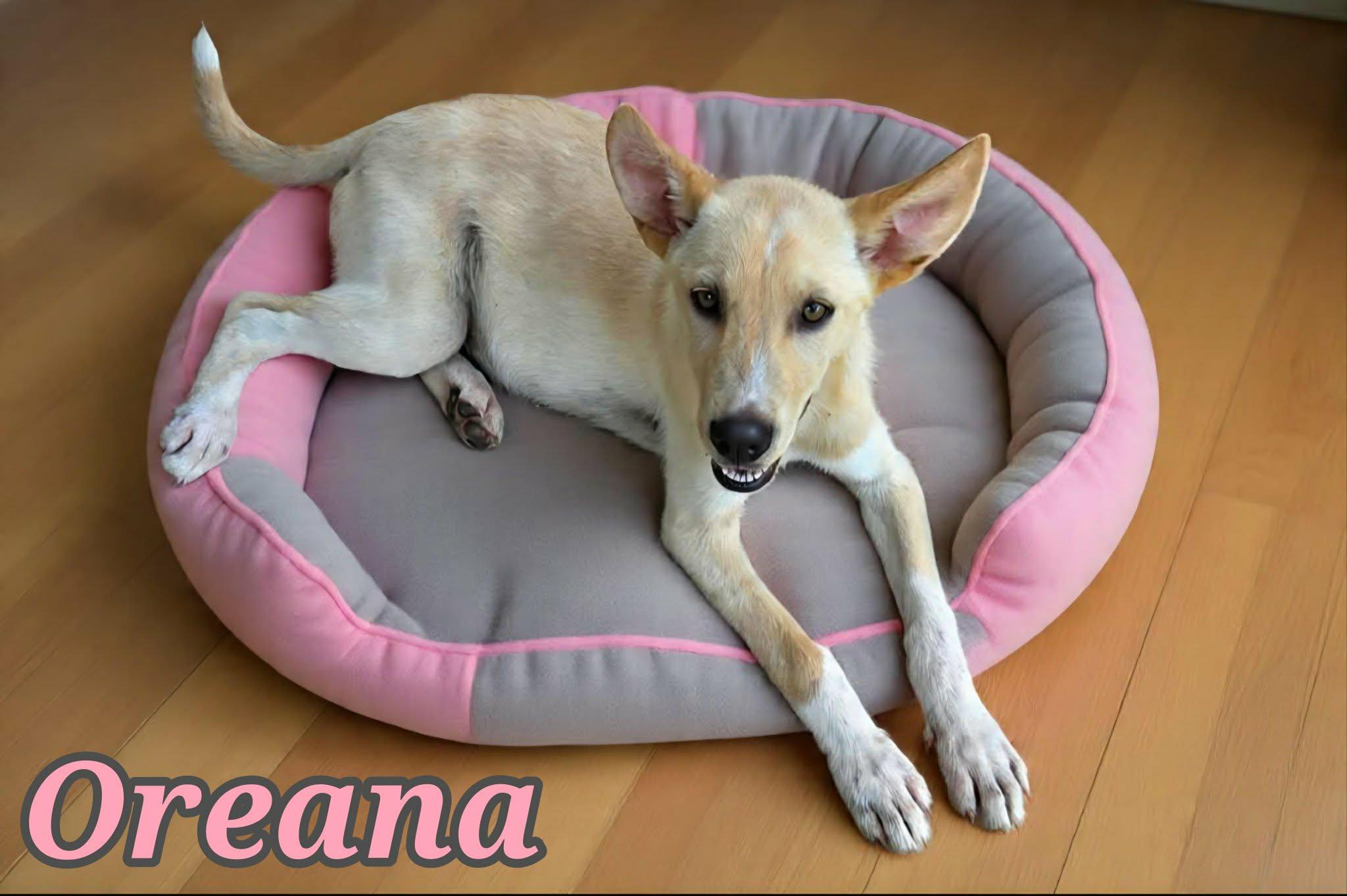 Enlarge Oreana, a ADOPTABLE mixed breed in Grove, OK image 3/4
