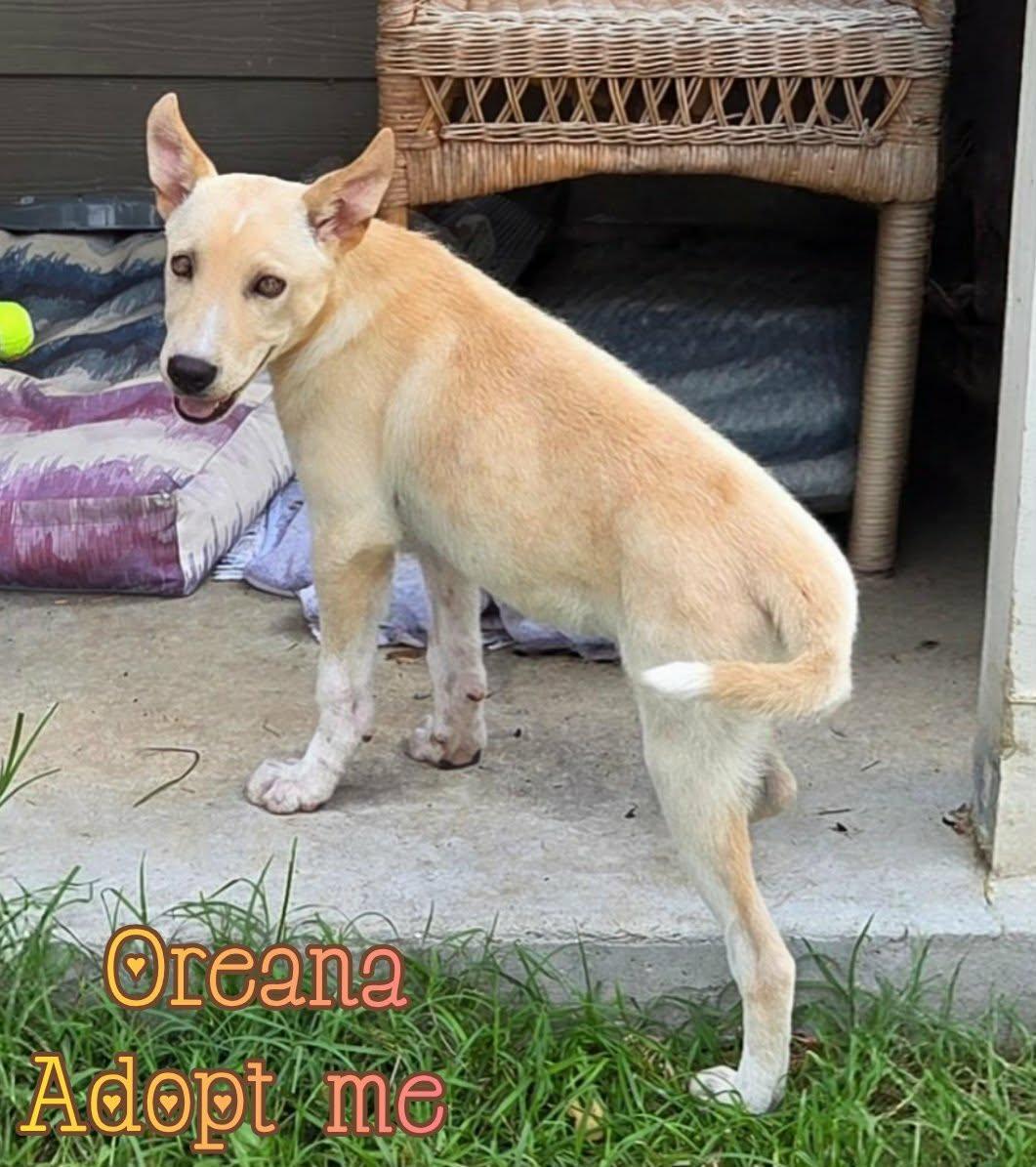 Enlarge Oreana, a ADOPTABLE mixed breed in Grove, OK image 2/4