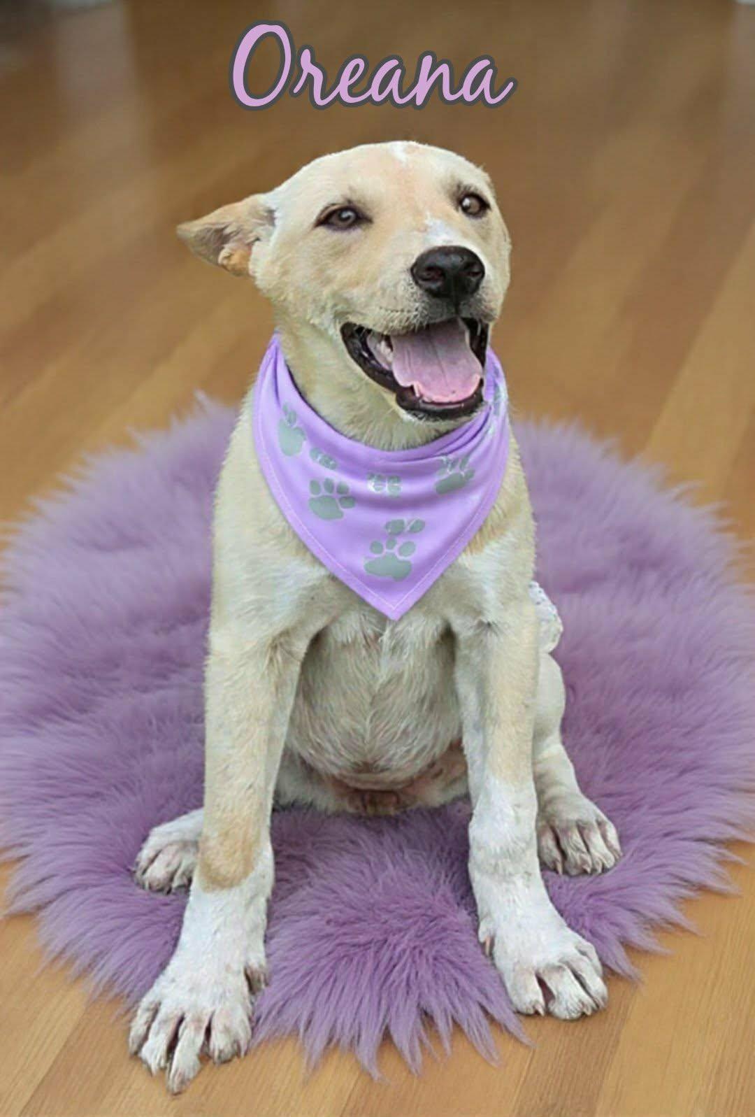 Enlarge Oreana, a ADOPTABLE mixed breed in Grove, OK image 1/4