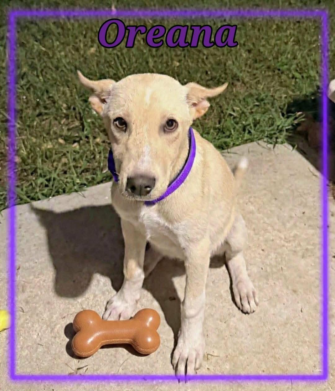 Enlarge Oreana, a ADOPTABLE mixed breed in Grove, OK image 4/4