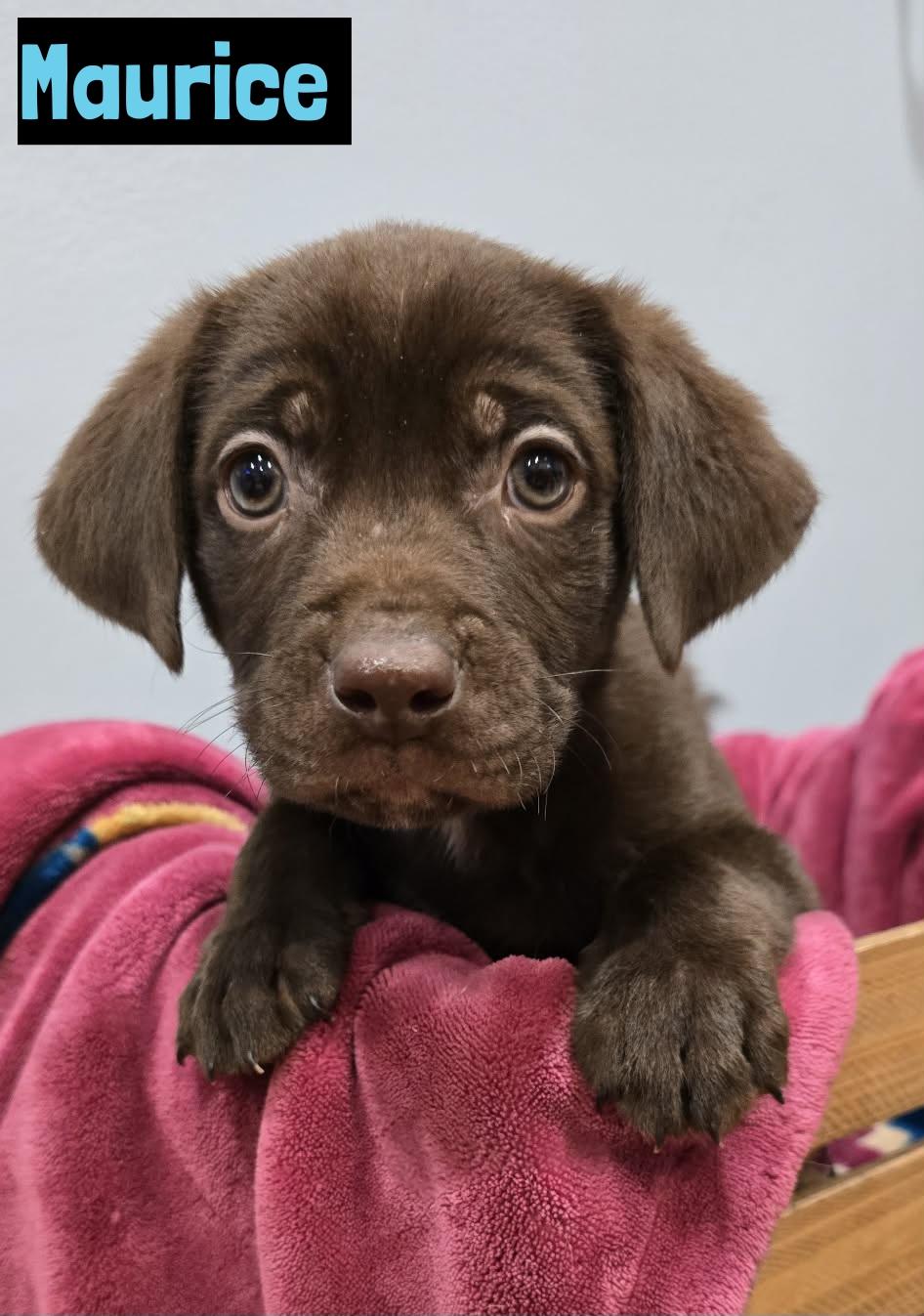 Maurice , adopted, Puppy Male Chocolate Labrador Retriever.
