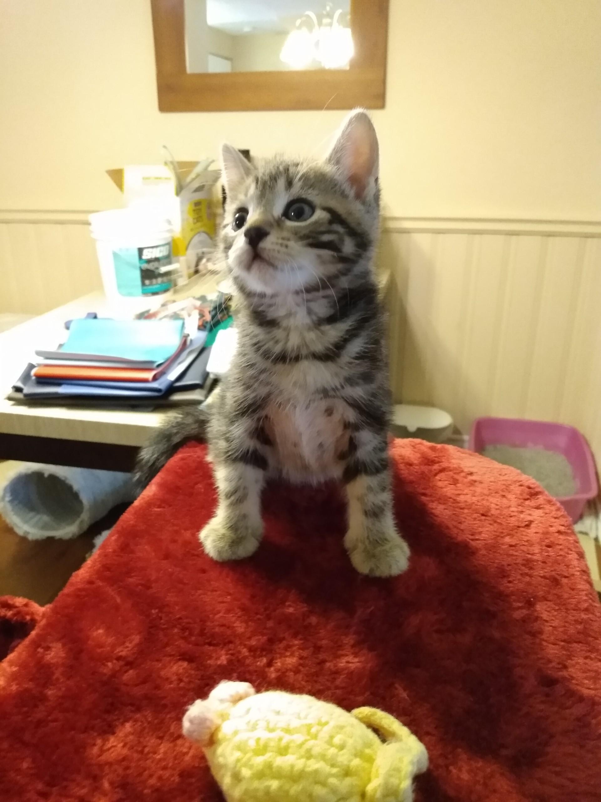 Enlarge KELSEY, a Adoptable mixed breed in Niagara on the Lake, ON image 2/6