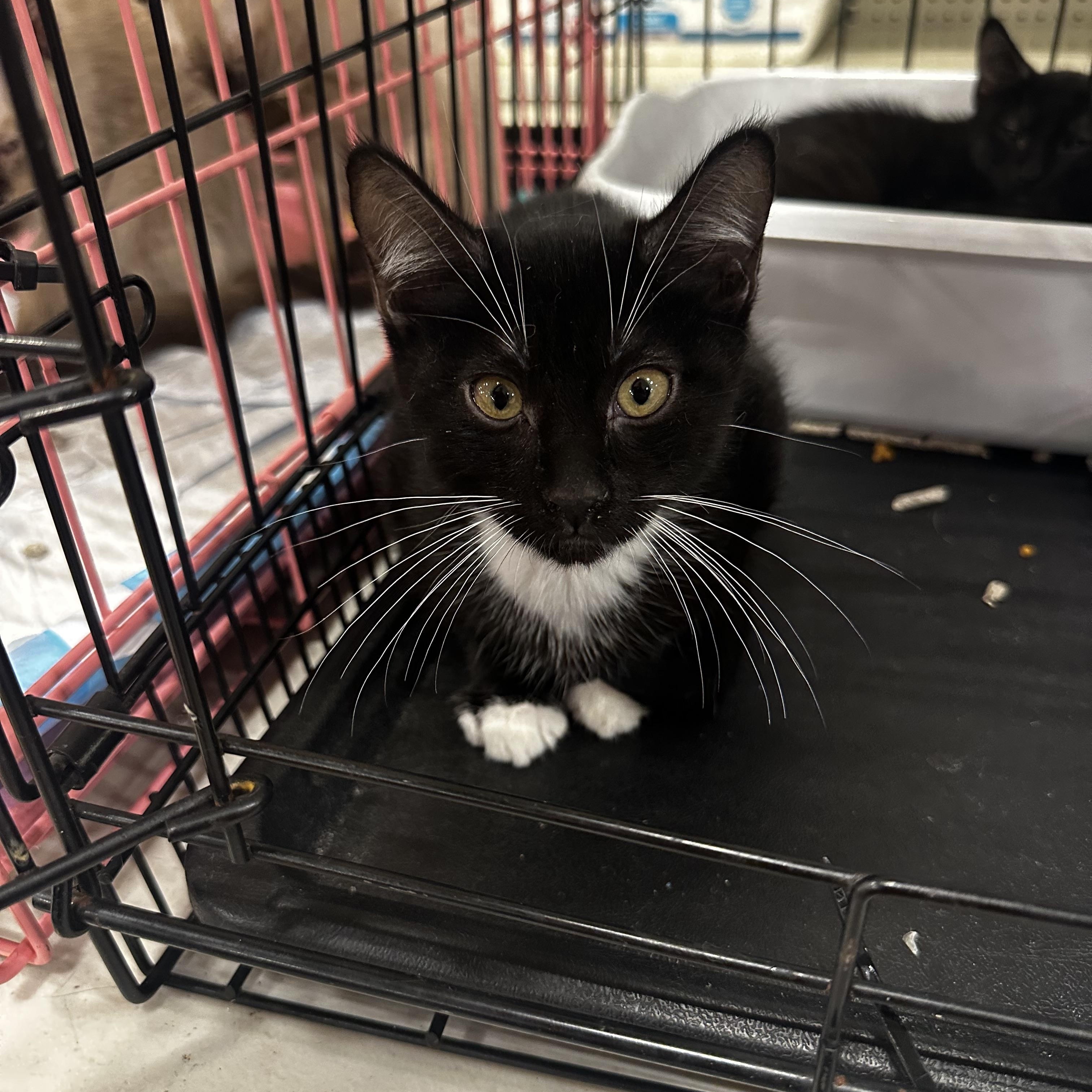 Baby socks, Adoptable, Kitten Male Tuxedo.