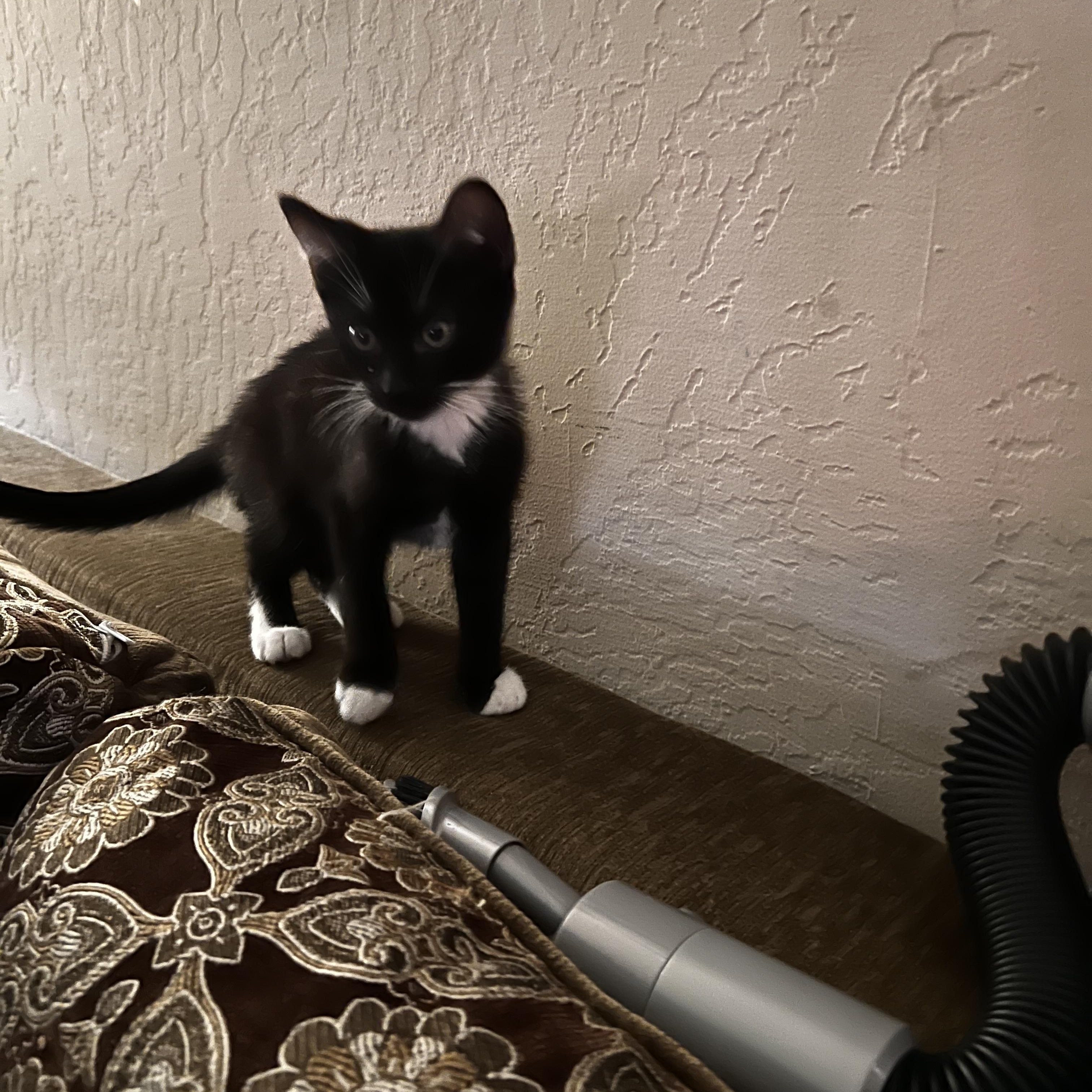 Enlarge Baby socks, a Adoptable Tuxedo in Fresno, CA image 4/5