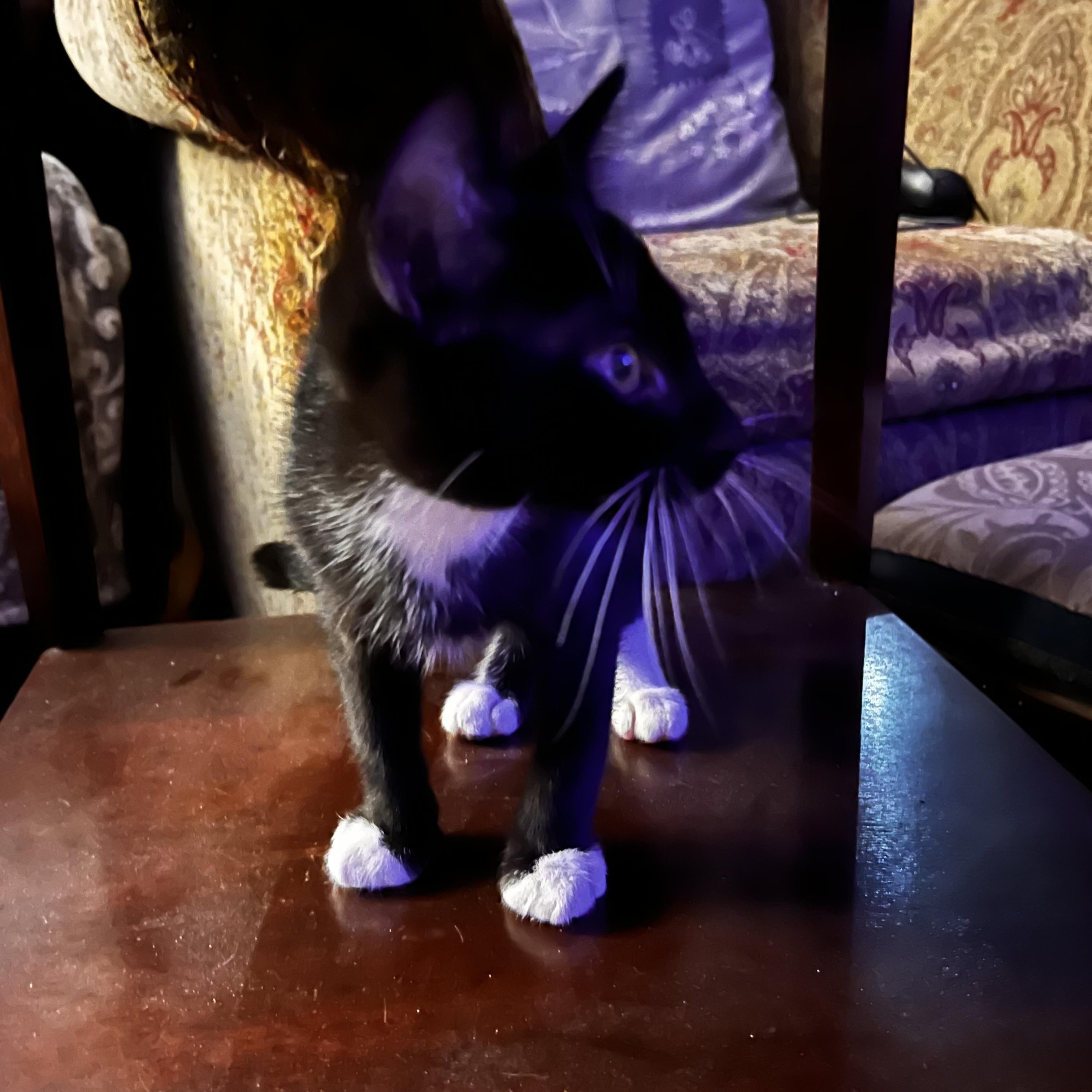 Enlarge Baby socks, a Adoptable Tuxedo in Fresno, CA image 3/5