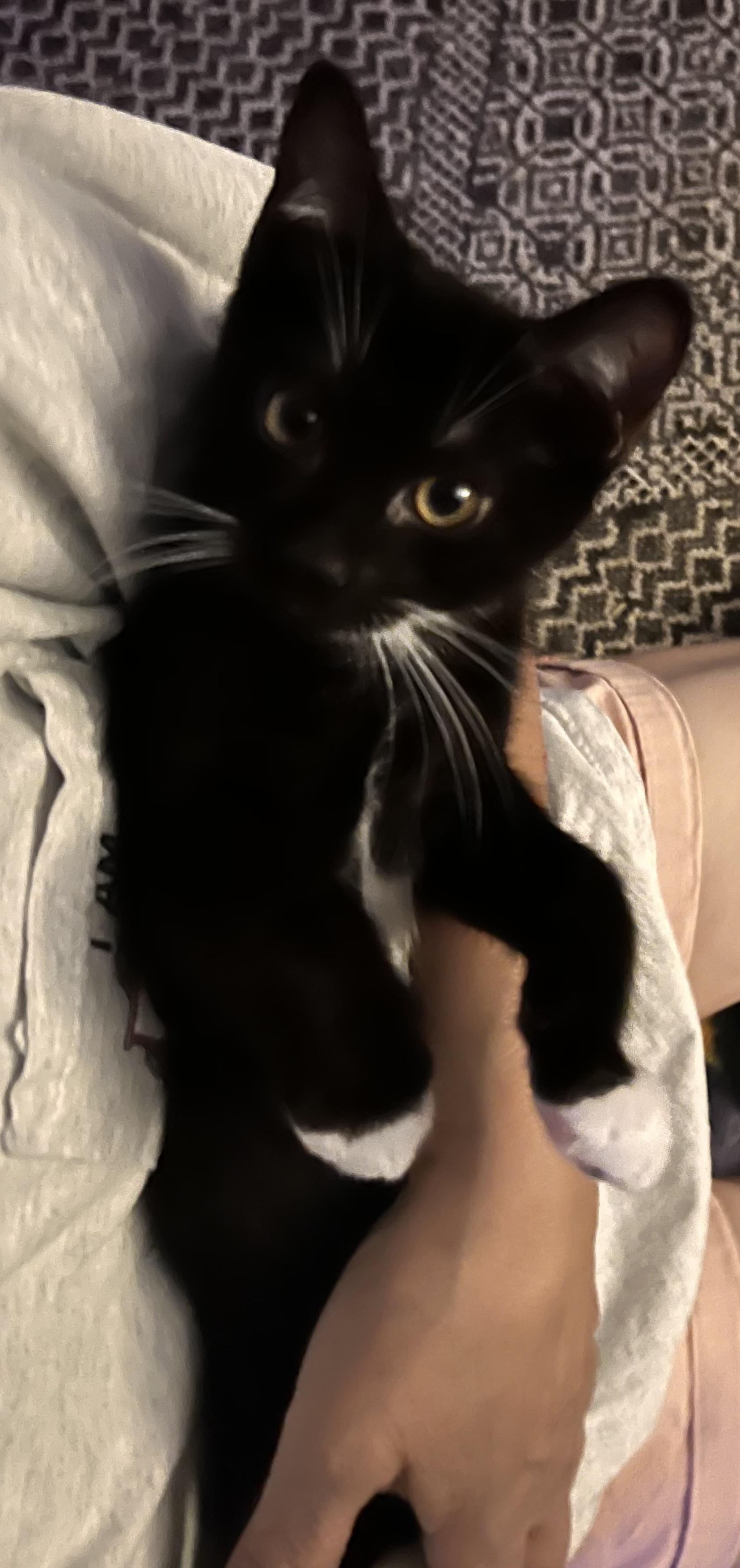 Enlarge Baby socks, a Adoptable Tuxedo in Fresno, CA image 2/5