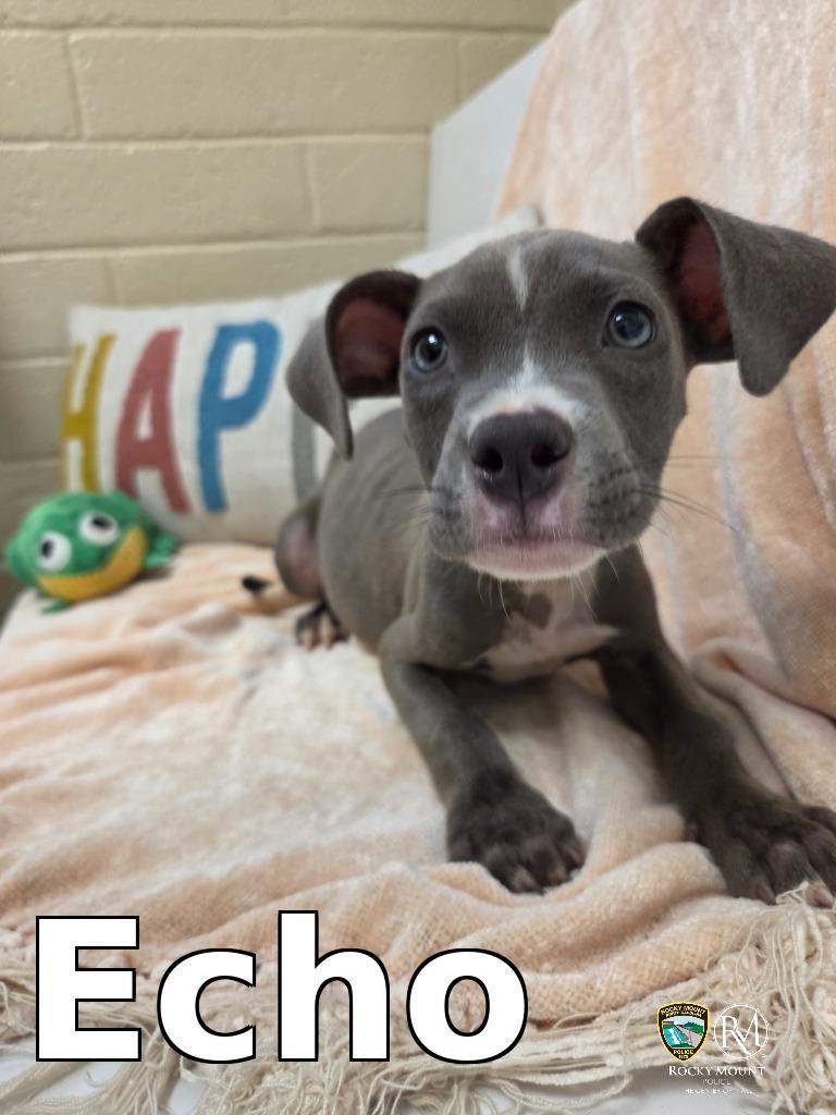 Echo, Adoptable, Puppy Male Pit Bull Terrier.