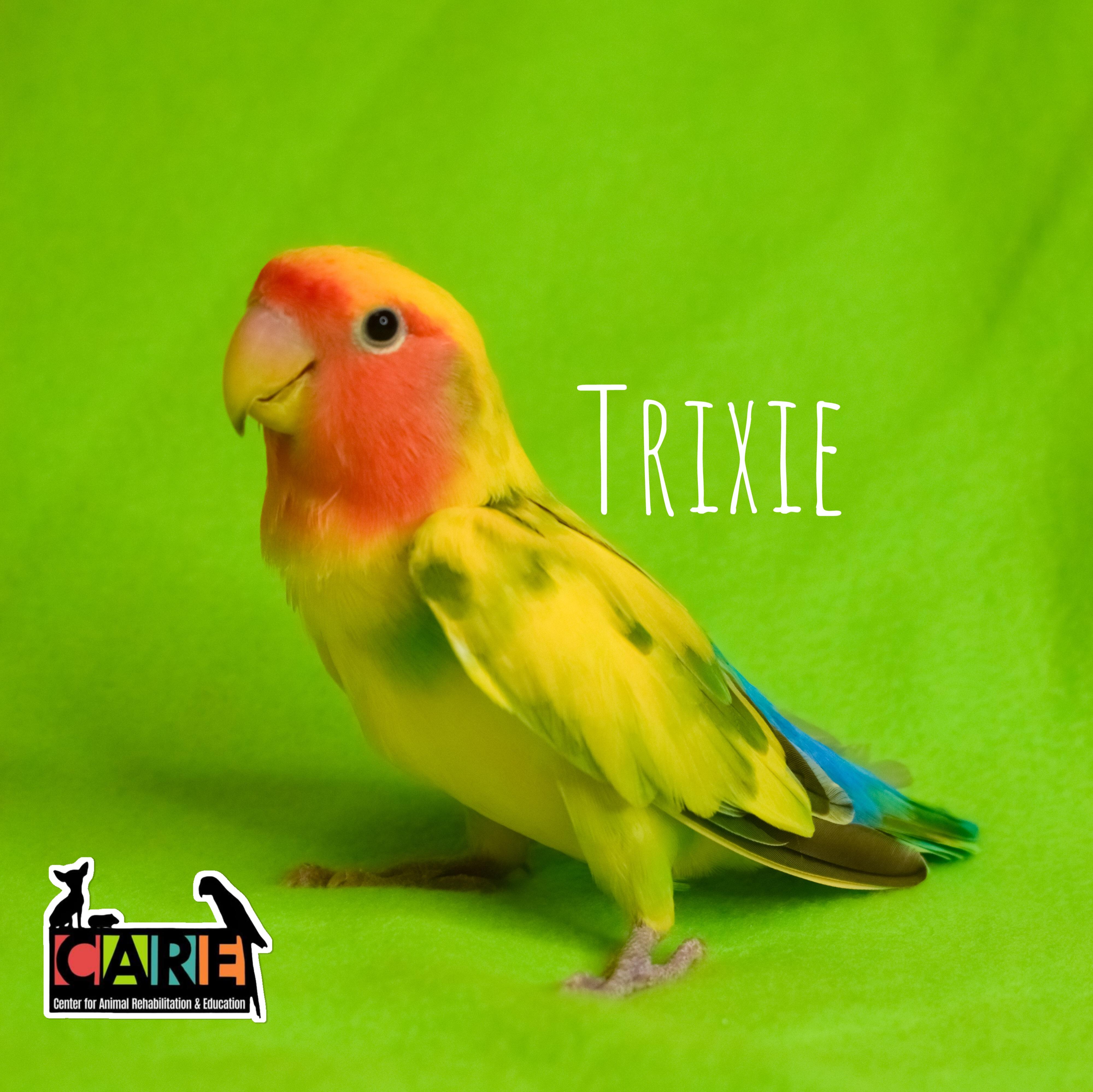 Trixie, Adoptable, Adult Female Lovebird.