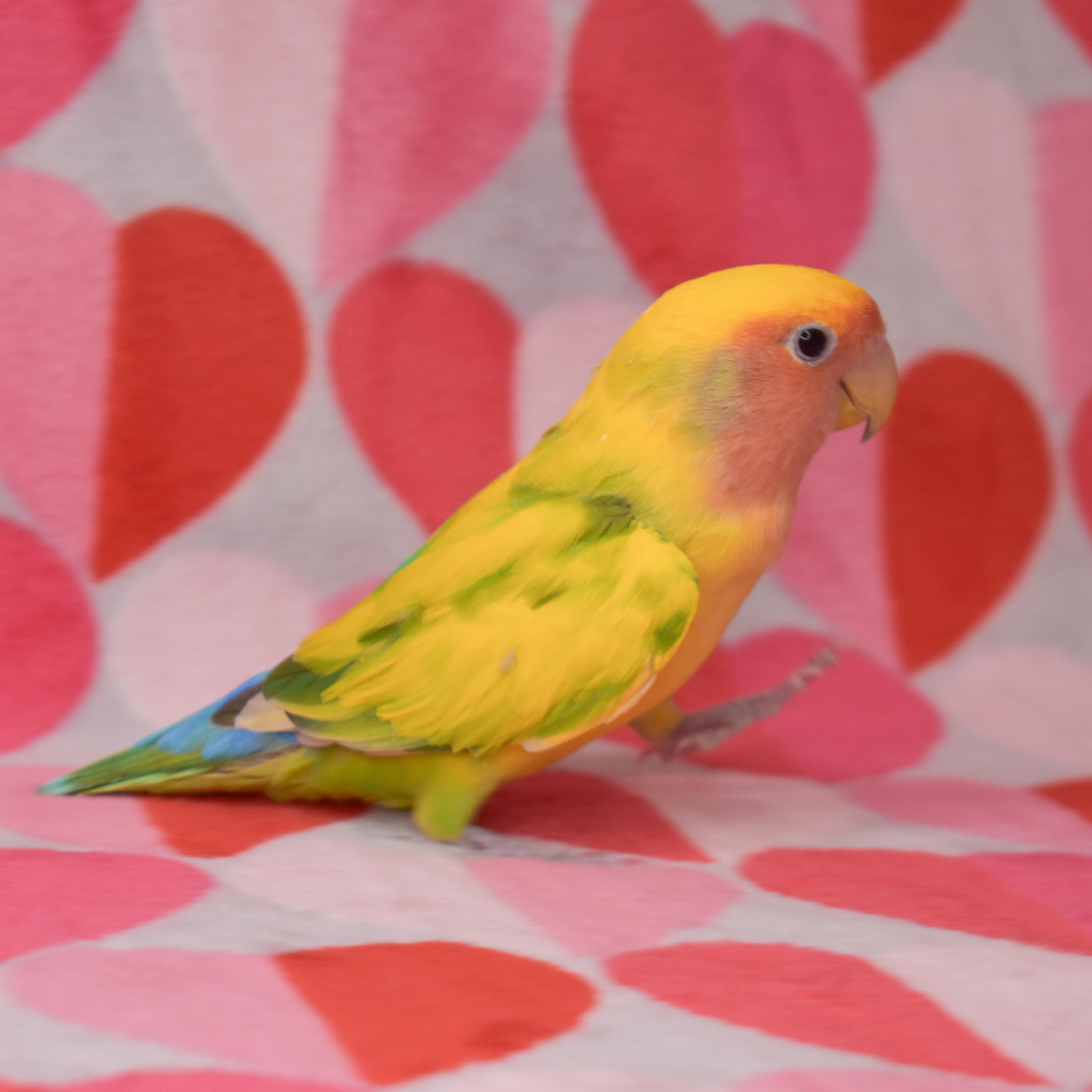 Enlarge Trixie, a Adoptable Lovebird in Waukesha, WI image 2/6