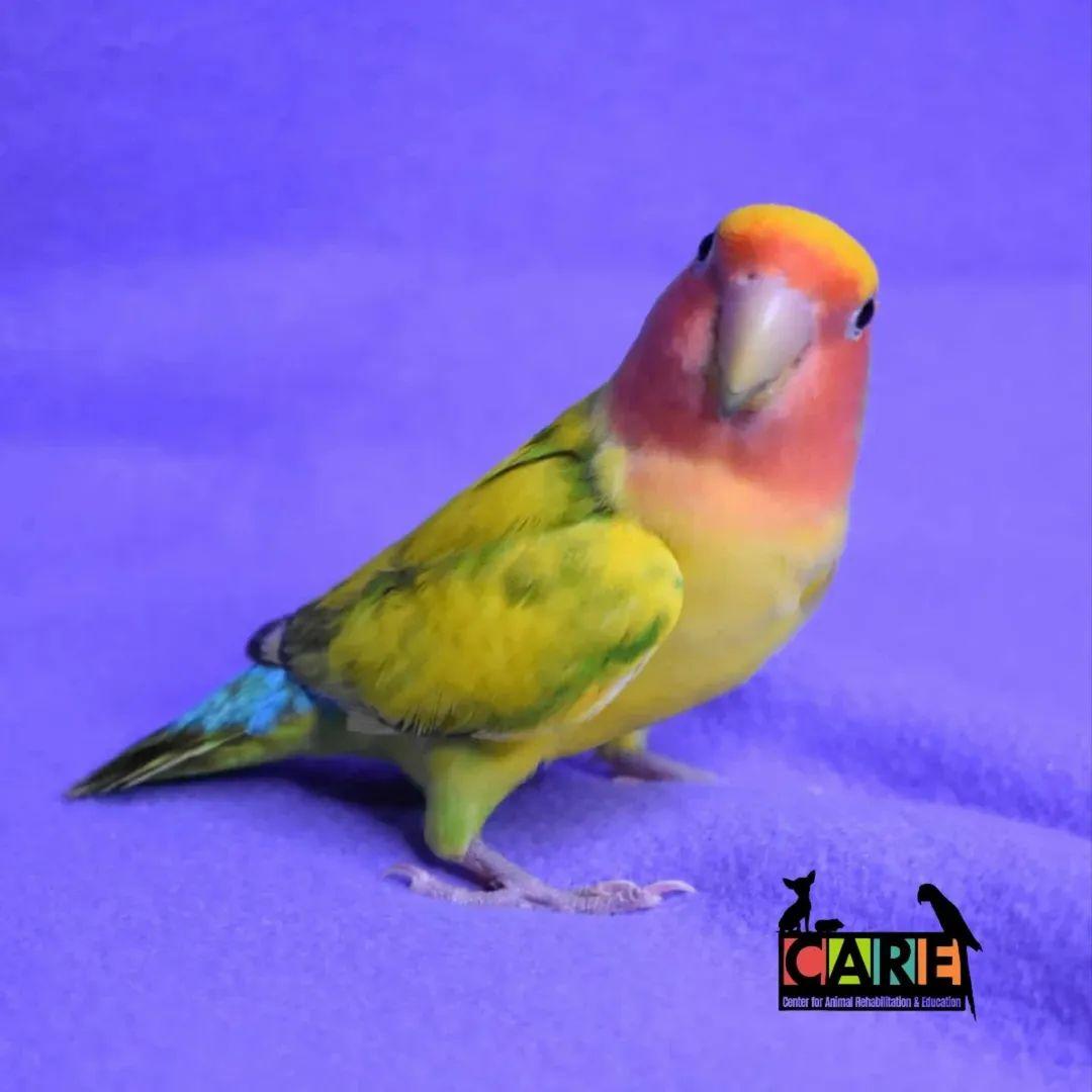Enlarge Trixie, a Adoptable Lovebird in Waukesha, WI image 3/6