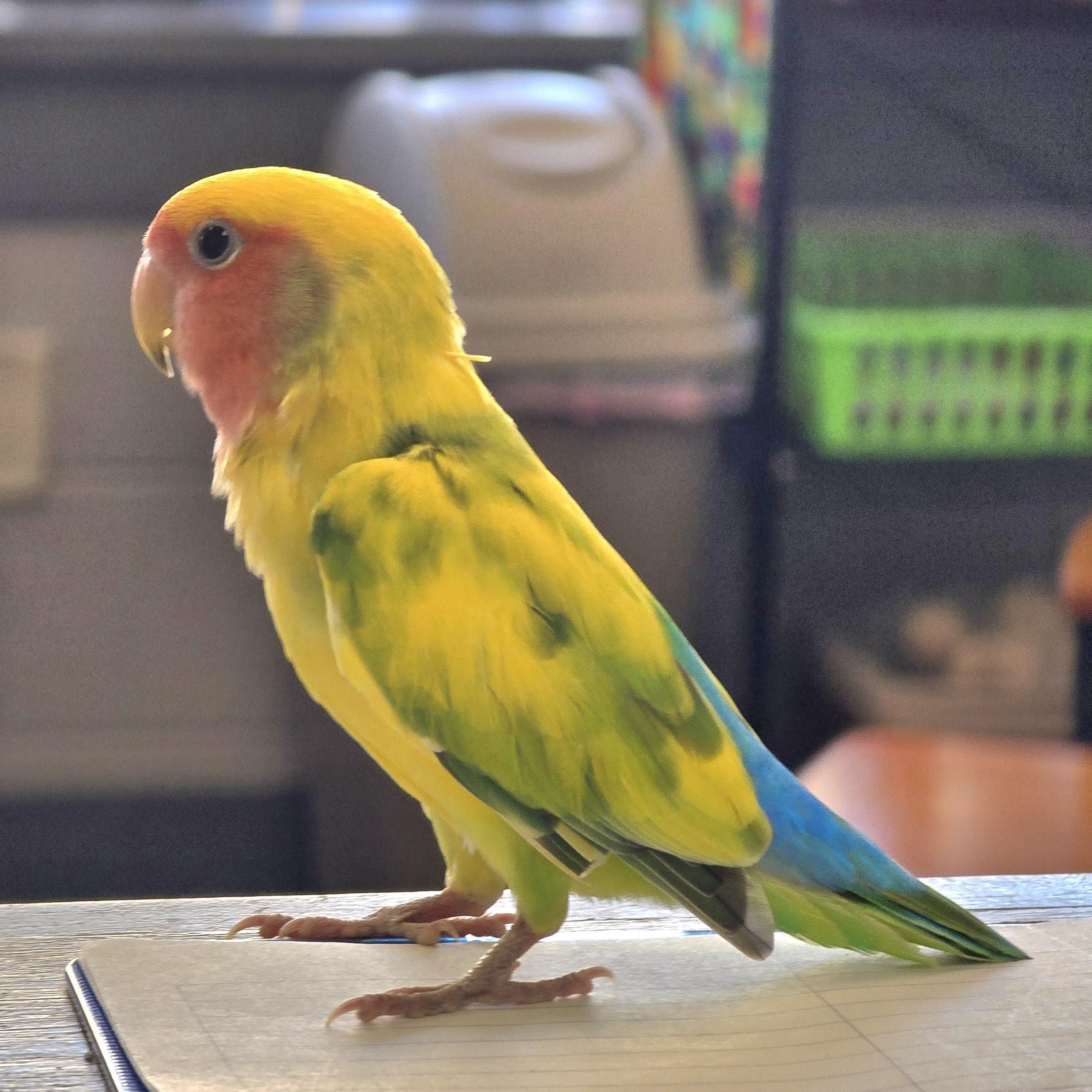 Enlarge Trixie, a Adoptable Lovebird in Waukesha, WI image 5/6