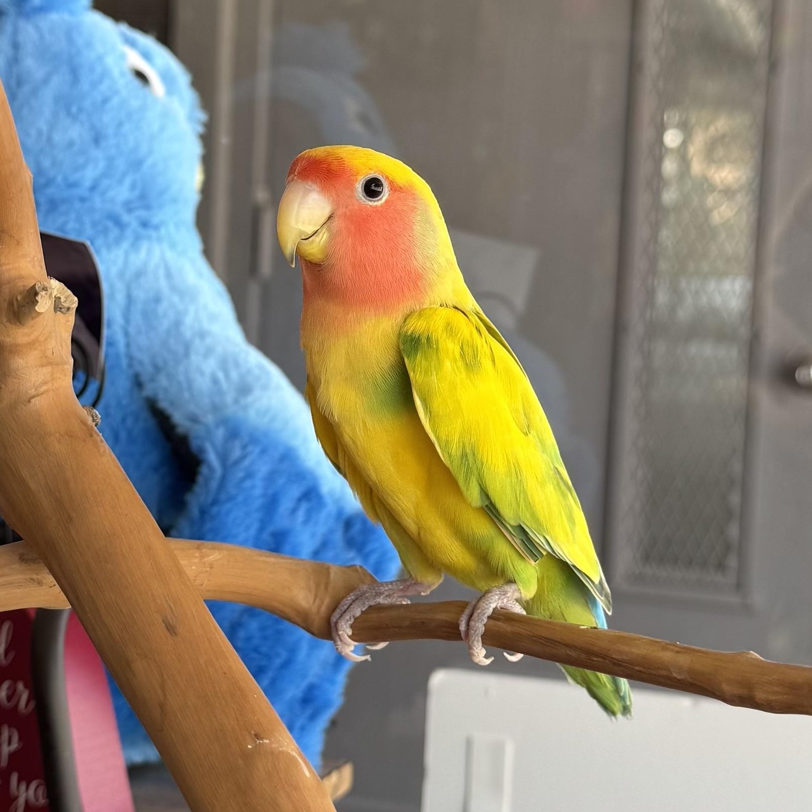 Enlarge Trixie, a Adoptable Lovebird in Waukesha, WI image 6/6