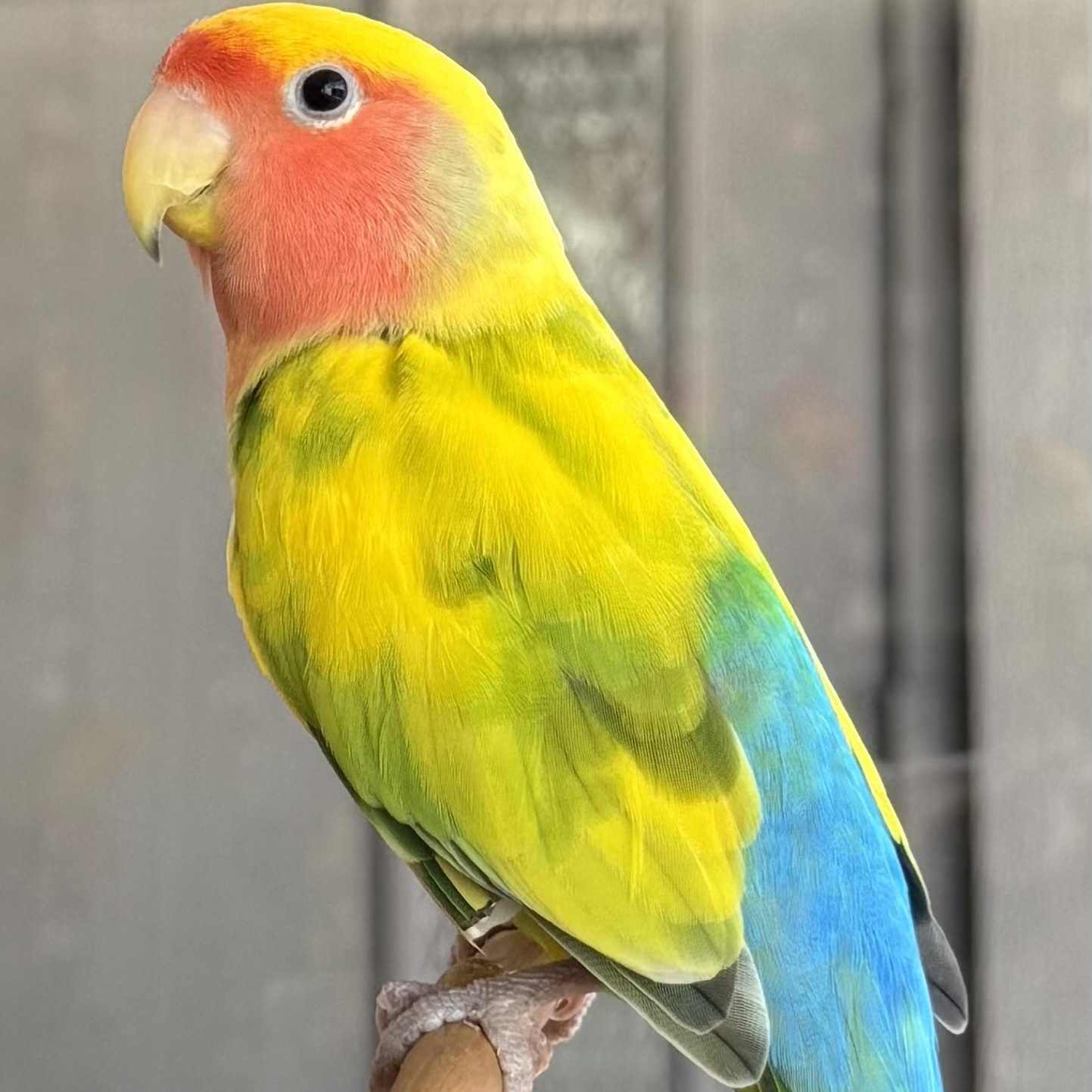 Enlarge Trixie, a Adoptable Lovebird in Waukesha, WI image 4/6