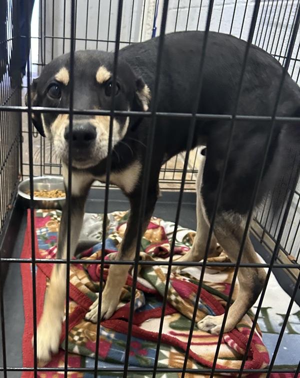 Pontius, Adoptable, Young Male Labrador Retriever.