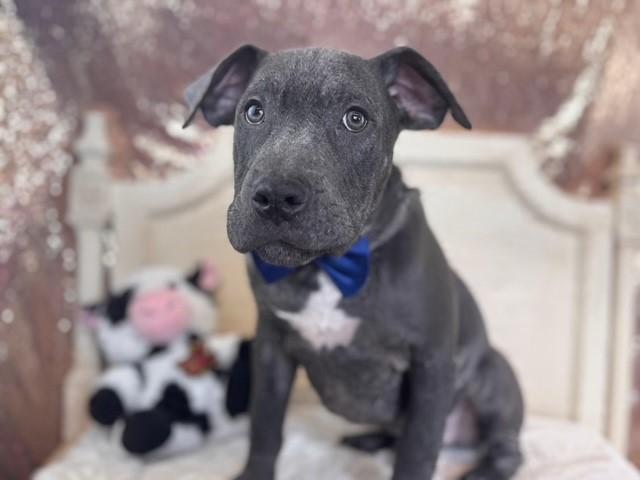 COCONUT, Adoptable, Puppy Male Pit Bull Terrier & Mixed Breed.