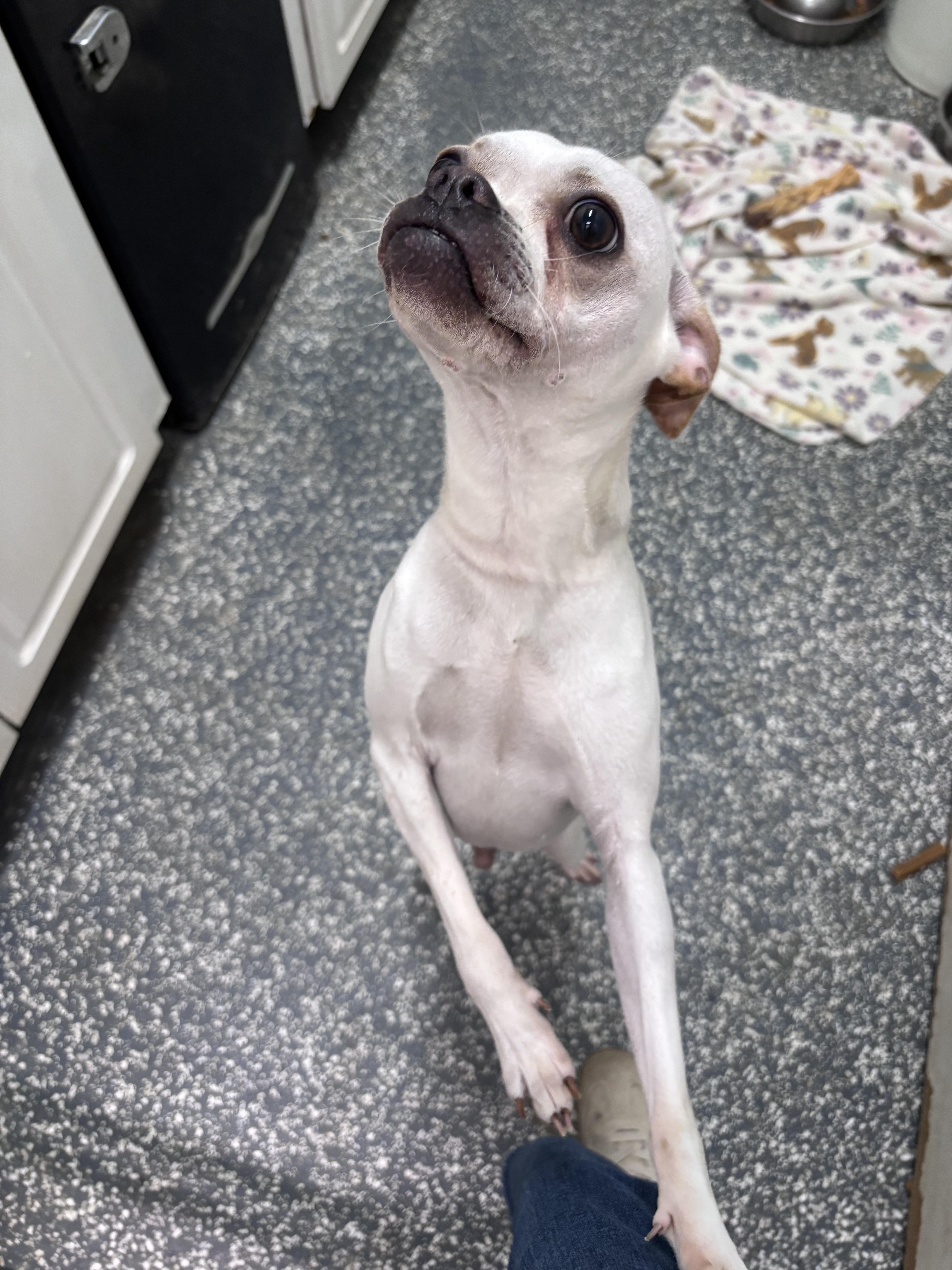 Enlarge Arlo, a ADOPTABLE Mixed Breed in Franklin, IN image 1/1