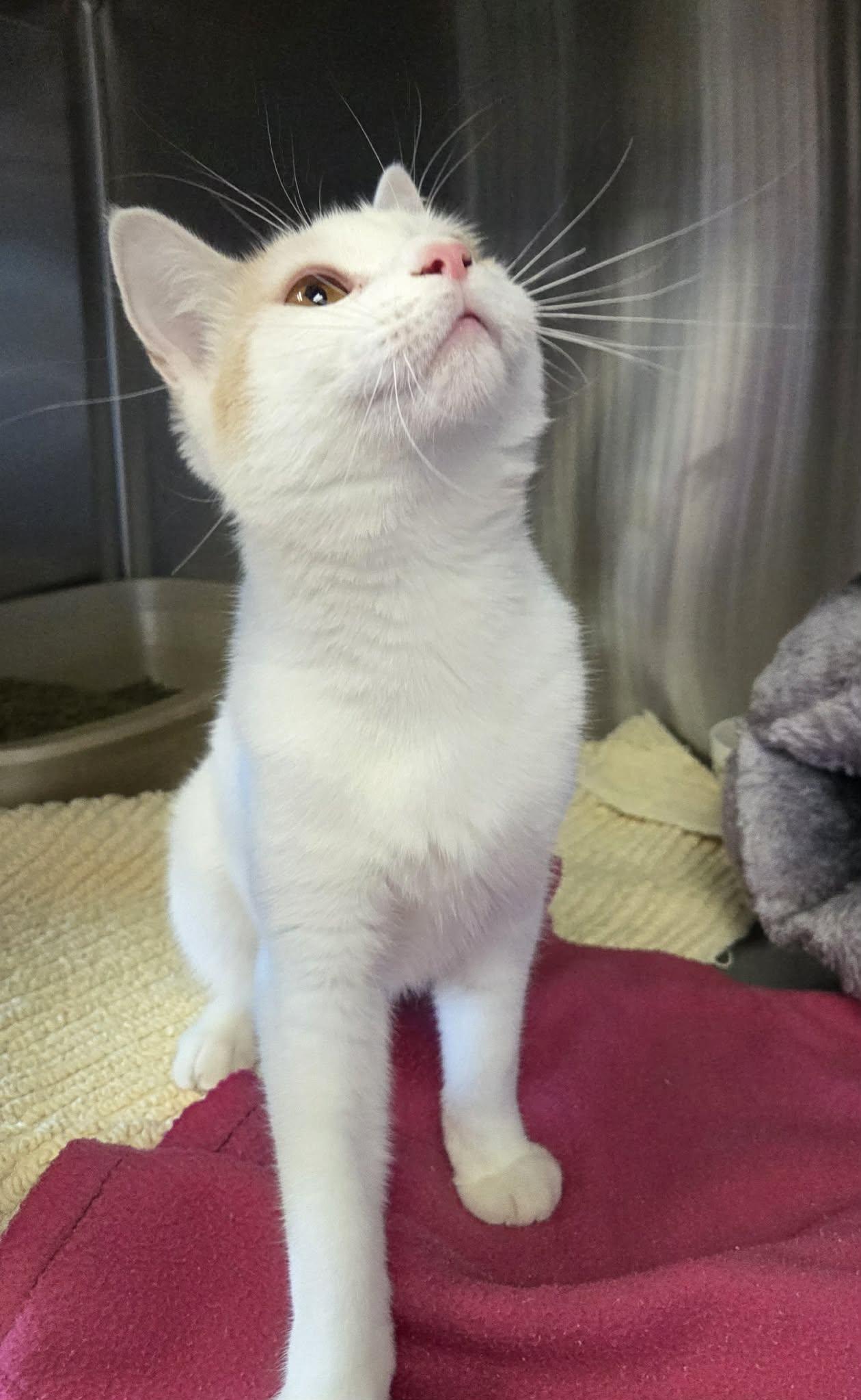 Enlarge Julius, a Adoptable Domestic Short Hair in Medford, OR image 2/4