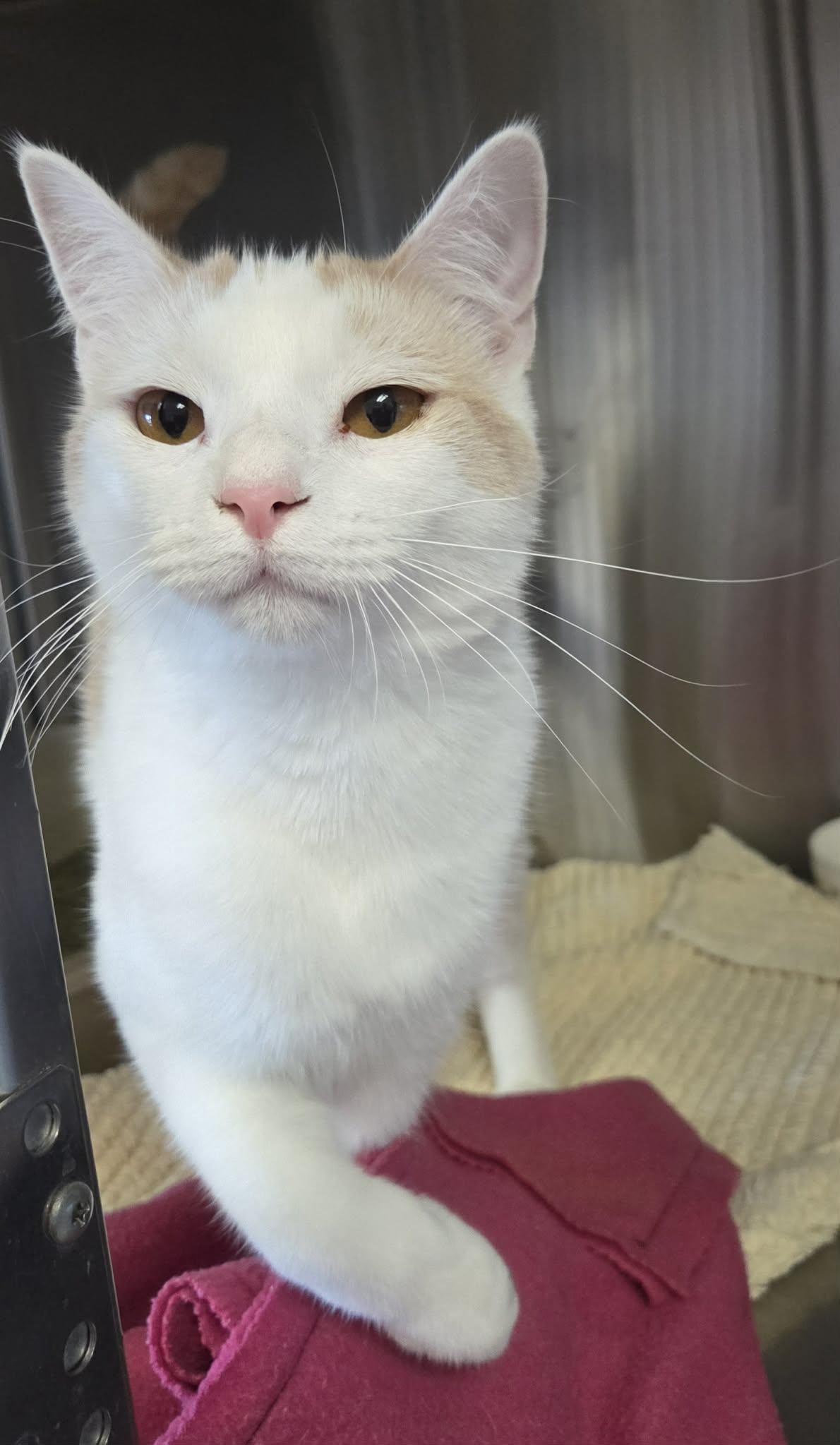 Enlarge Julius, a Adoptable Domestic Short Hair in Medford, OR image 4/4
