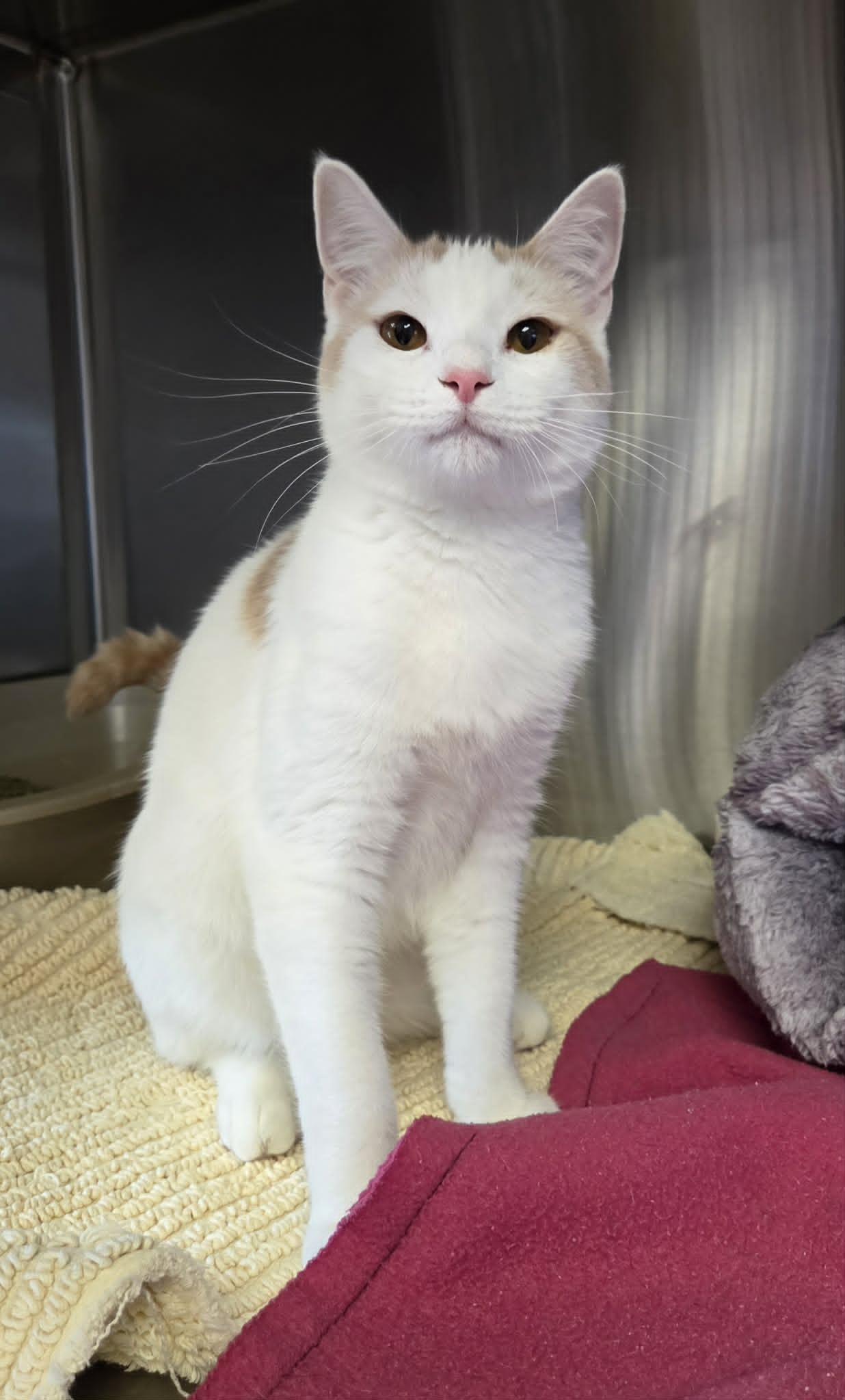 Julius, Adoptable, Young Male Domestic Short Hair.