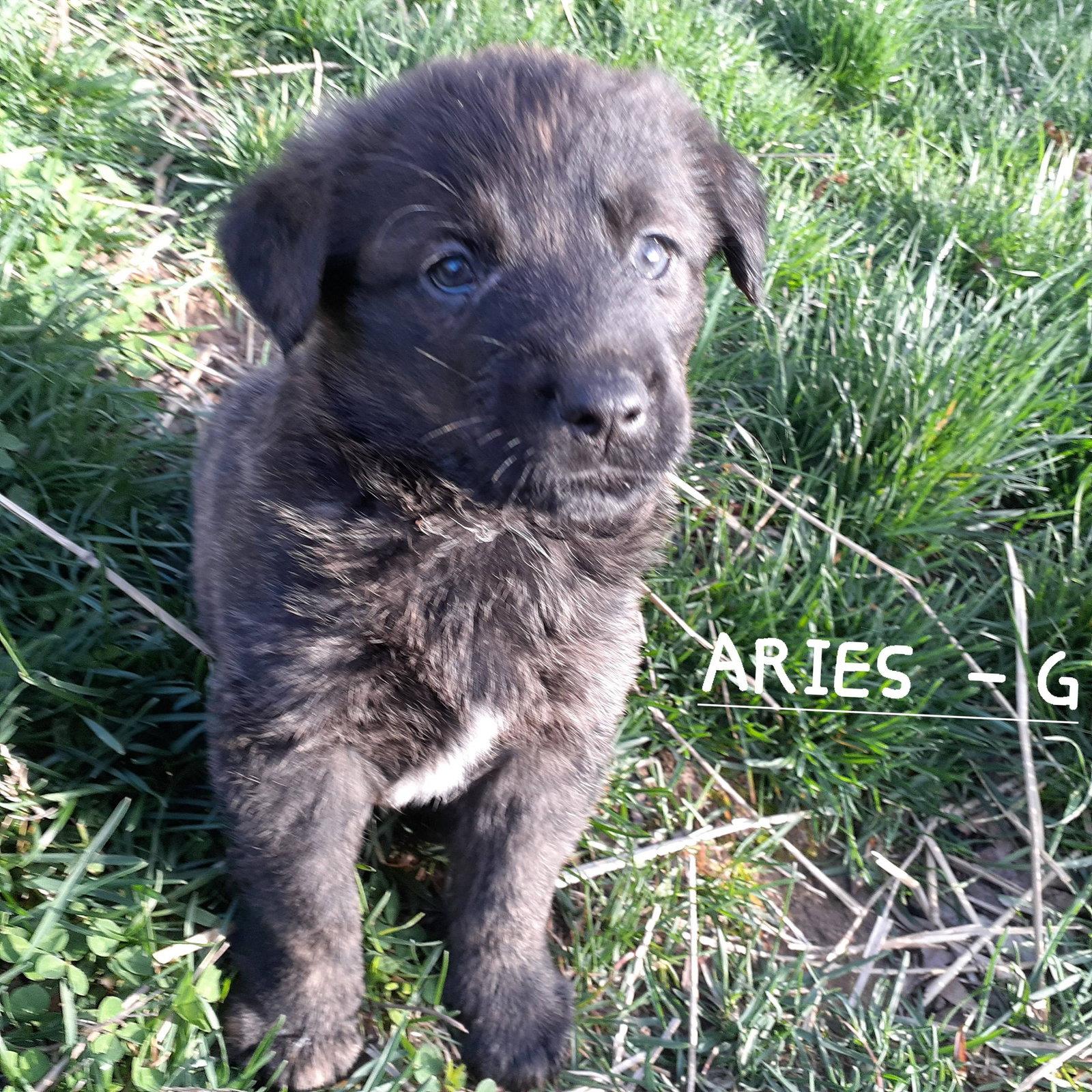 Aries, Adoptable, Puppy Female German Shepherd Dog & Rottweiler.
