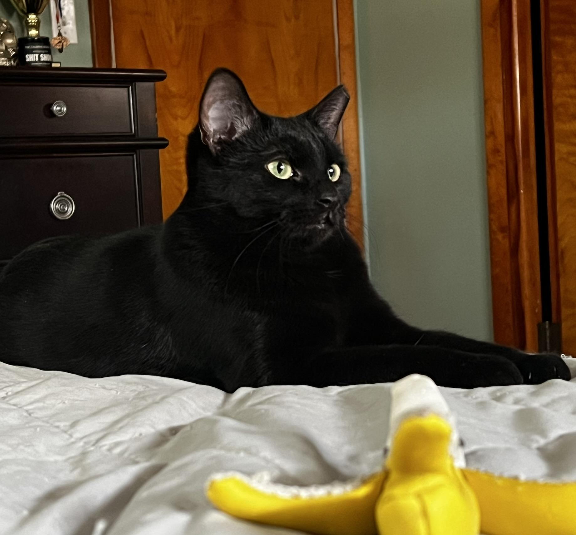 Ozzy, ADOPTABLE, Young Male Domestic Short Hair.