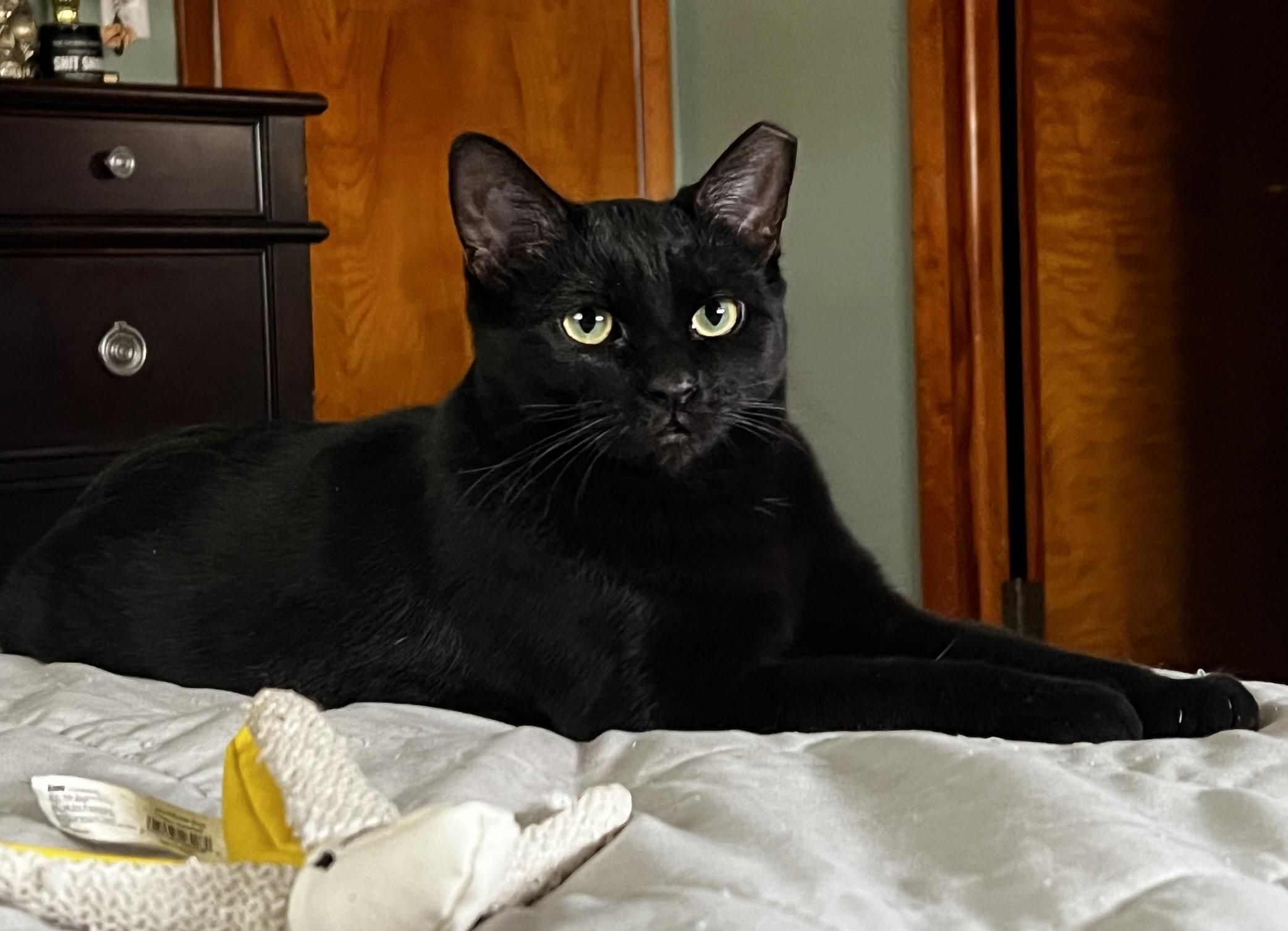 Enlarge Ozzy, a ADOPTABLE Domestic Short Hair in Allentown, PA image 2/2