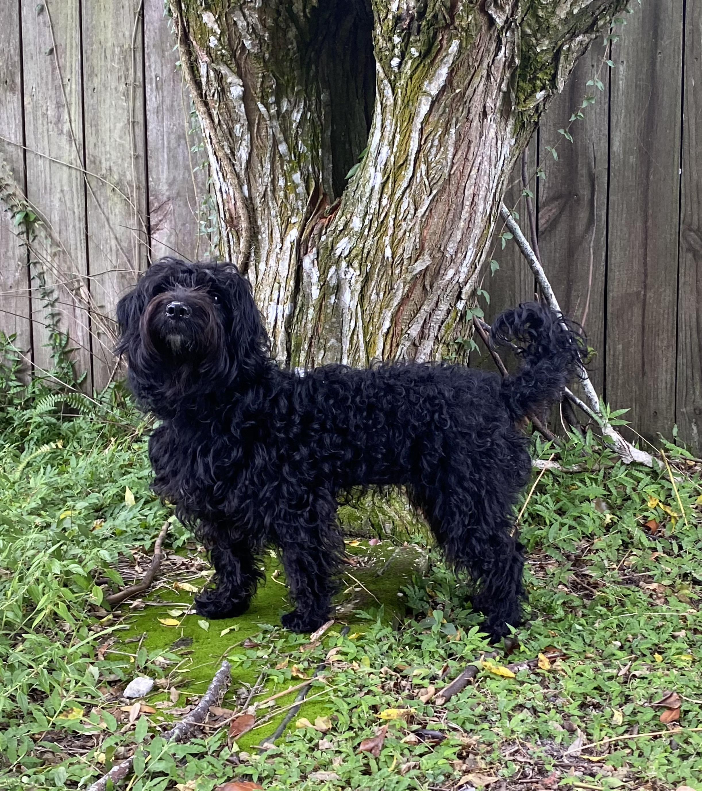 Enlarge Leila, a Adoptable Shih poo in Orlando, FL image 5/5