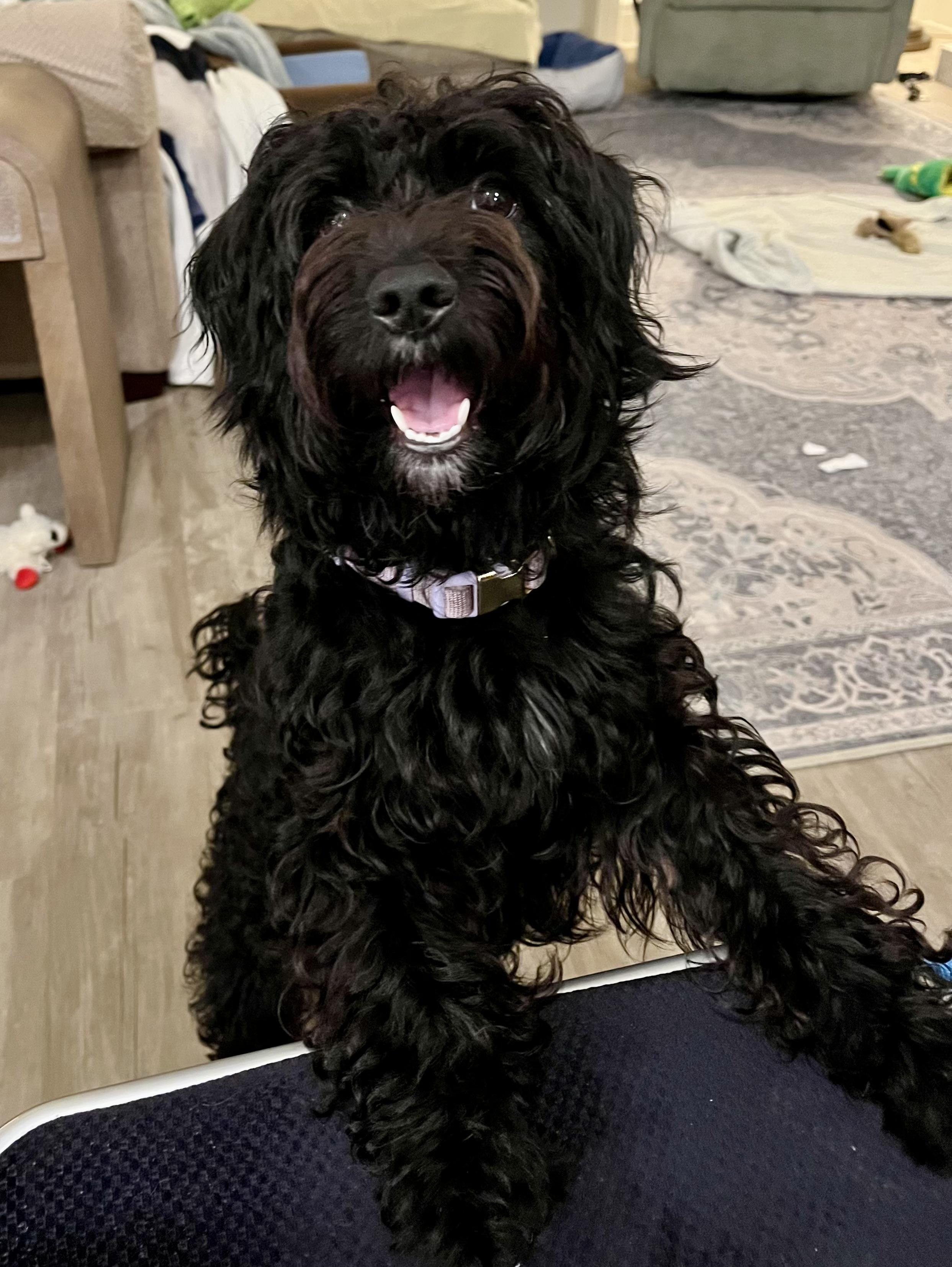 Enlarge Leila, a Adoptable Shih poo in Orlando, FL image 3/5