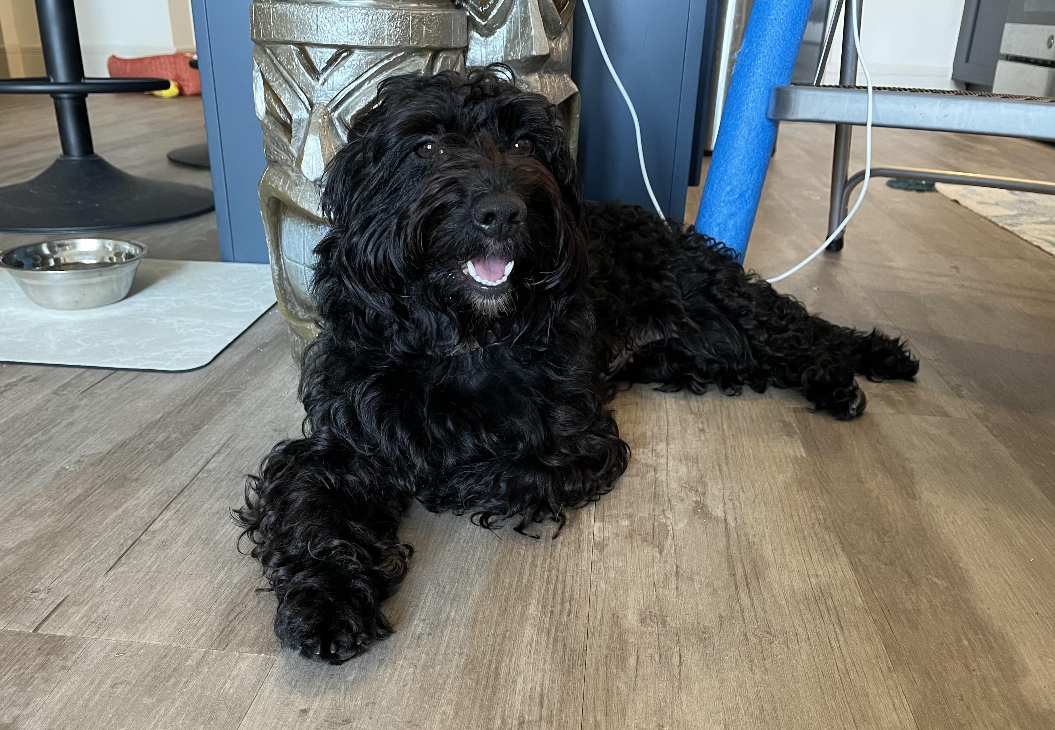 Enlarge Leila, a Adoptable Shih poo in Orlando, FL image 2/5