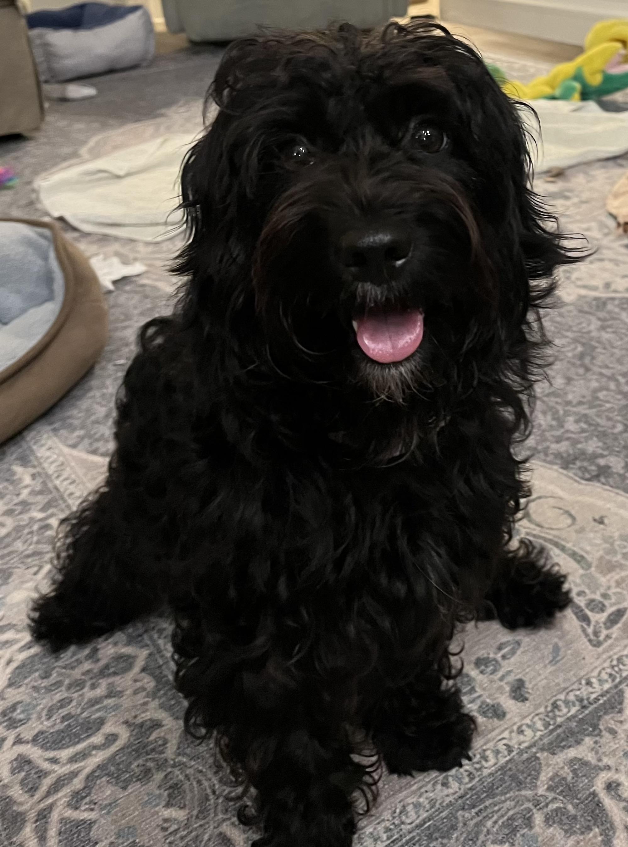 Leila, Adoptable, Adult Female Shih poo.