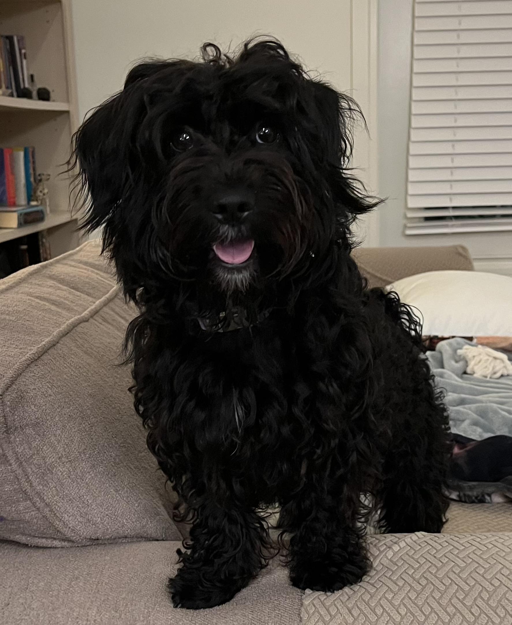 Enlarge Leila, a Adoptable Shih poo in Orlando, FL image 4/5