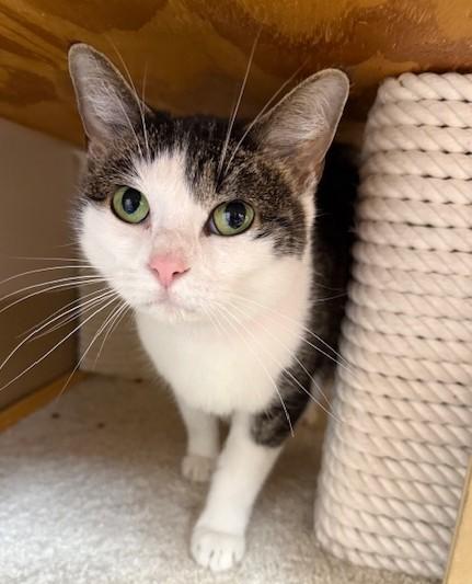 Mittens, ADOPTABLE, Adult Female Domestic Short Hair.
