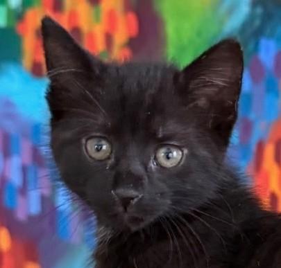 Jesse, Adoptable, Kitten Female Domestic Medium Hair.