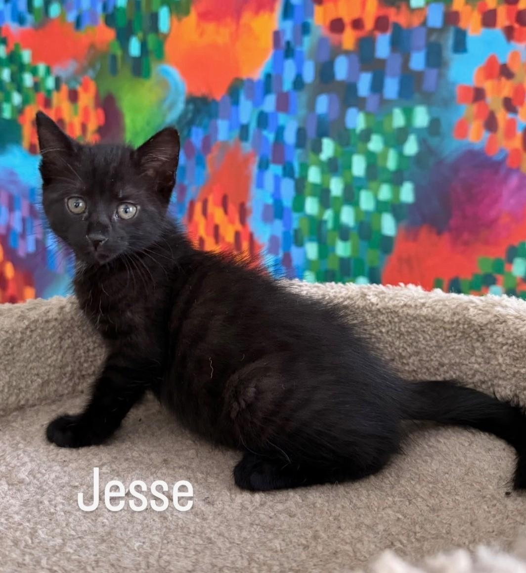 Enlarge Jesse, a Adoptable mixed breed in Asbury Park, NJ image 2/2