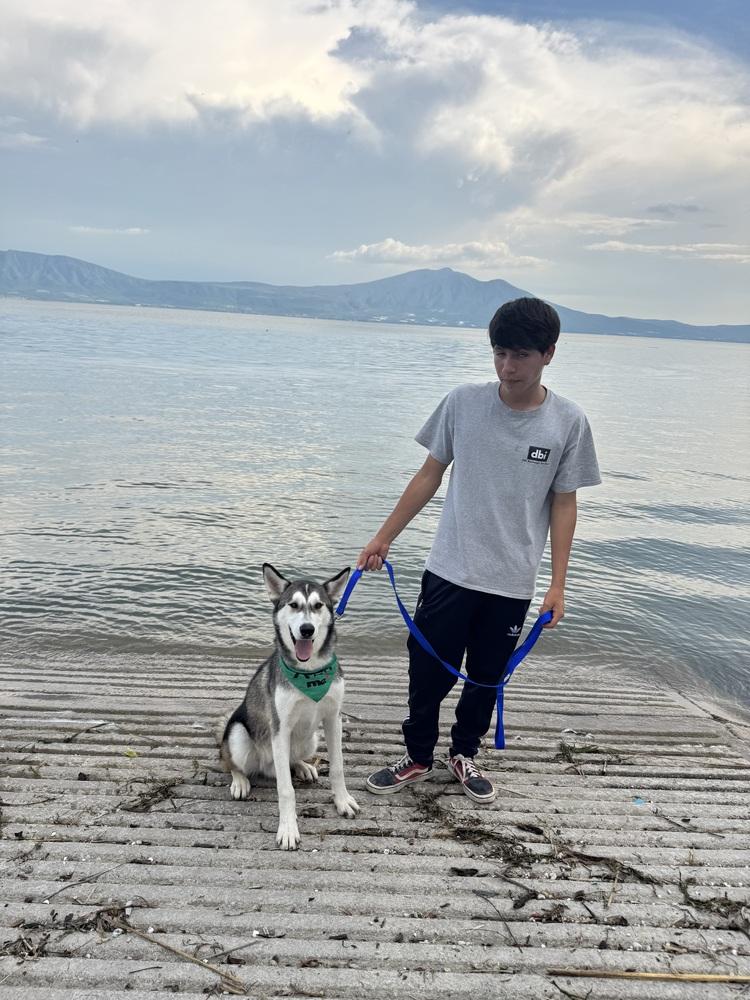 Baker, Adoptable, Puppy Male Siberian Husky.