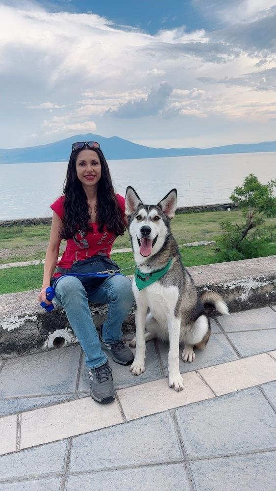 Baker, a Adoptable Siberian Husky in Gig Harbor, WA image 2/6