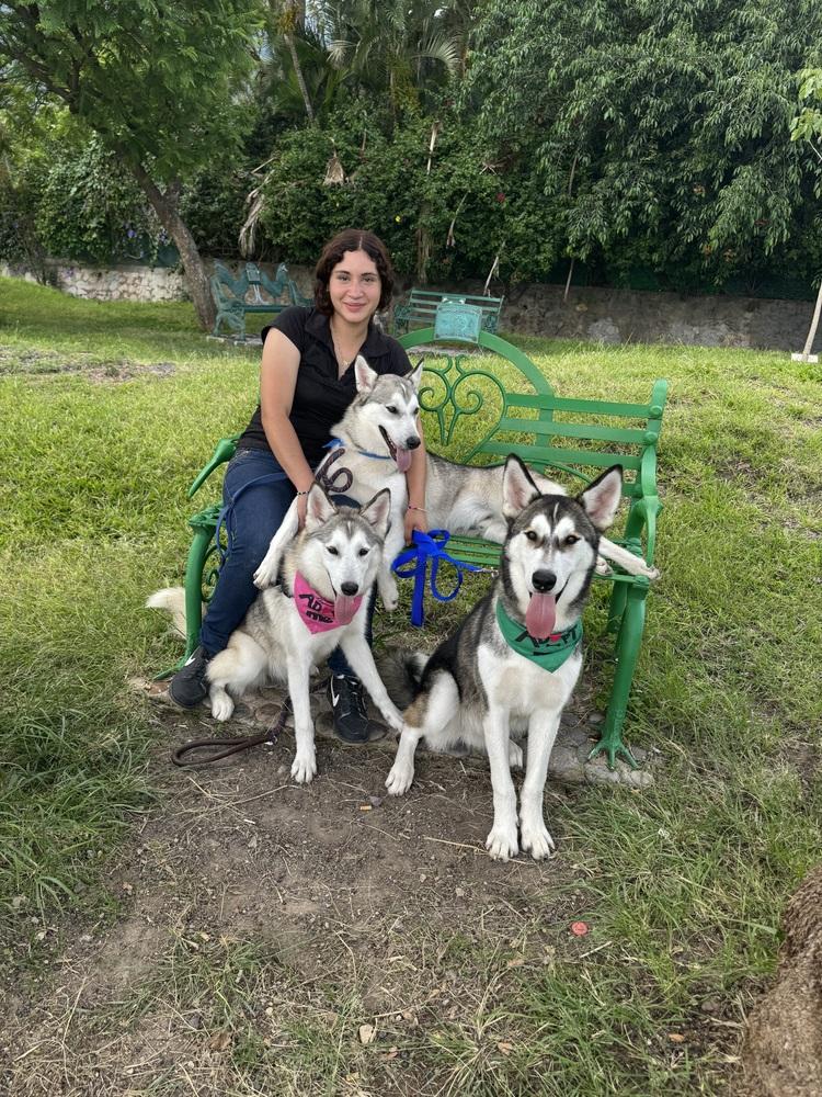 Baker, a Adoptable Siberian Husky in Gig Harbor, WA image 3/6