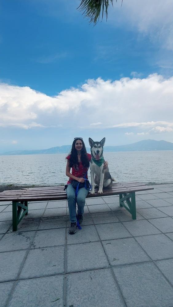 Baker, a Adoptable Siberian Husky in Gig Harbor, WA image 5/6