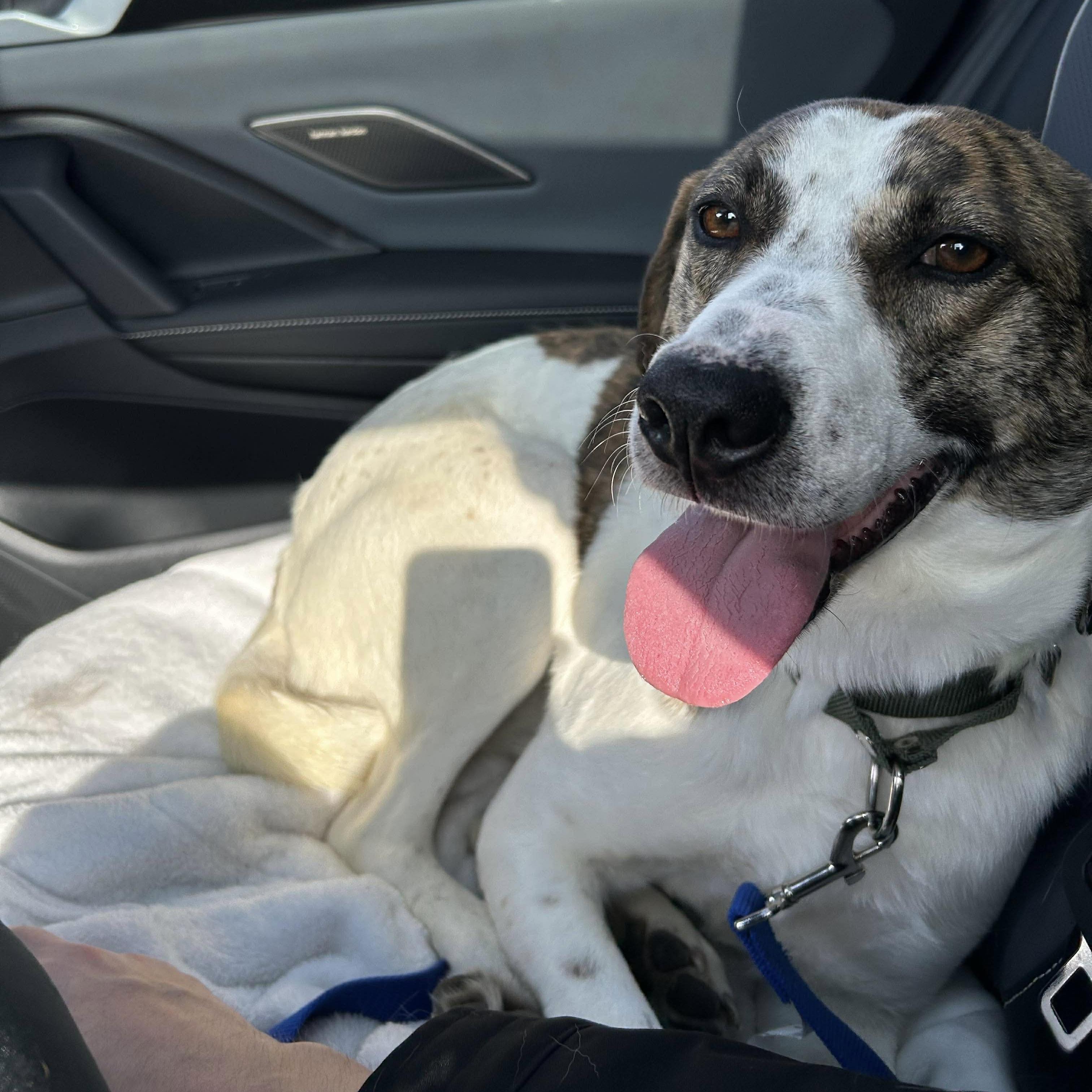 Enlarge Madison, a ADOPTABLE mixed breed in Kingston, ON image 2/6