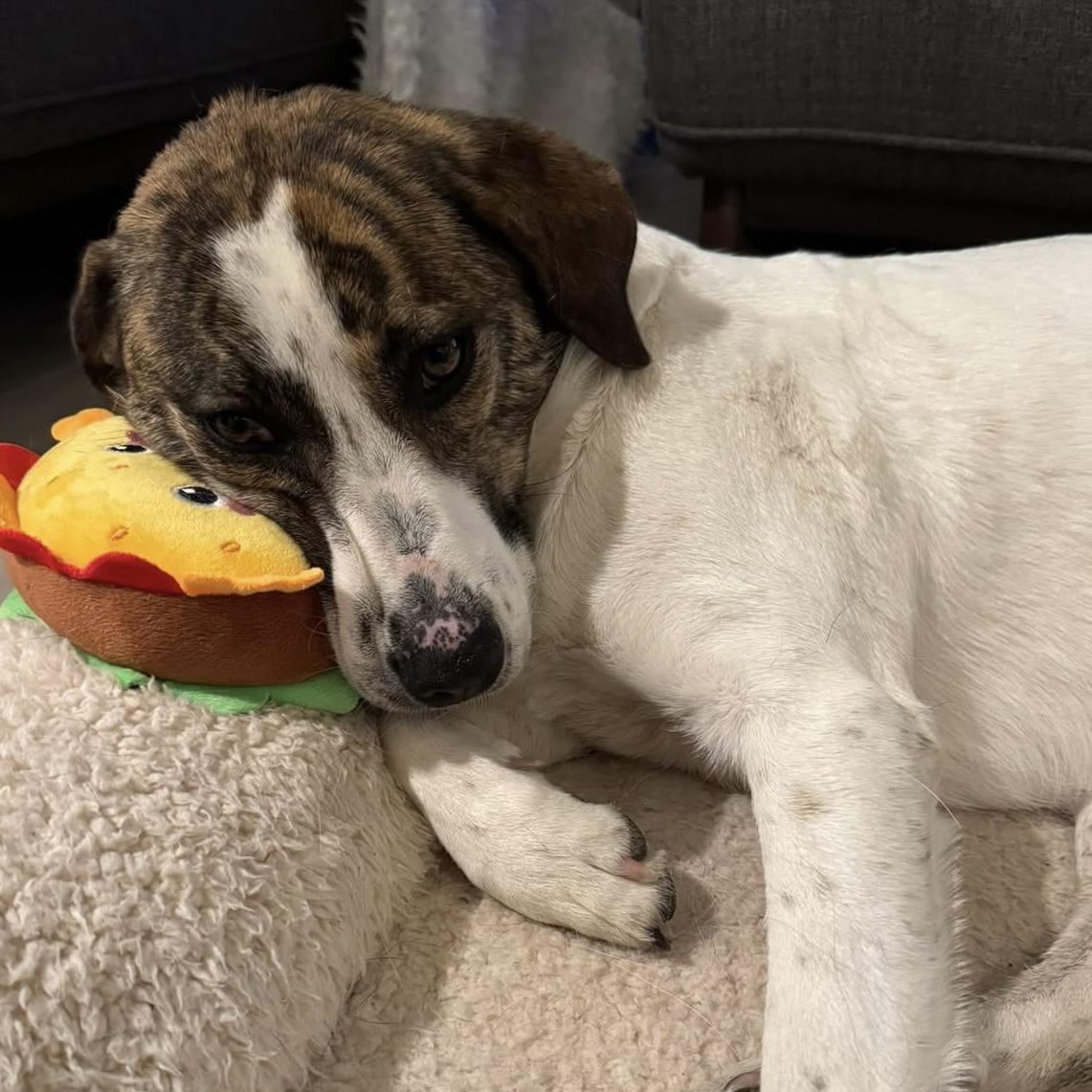 Enlarge Madison, a ADOPTABLE mixed breed in Kingston, ON image 5/6